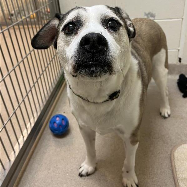 Enlarge Regulus, a Adoptable mixed breed in South Burlington, VT image 4/6
