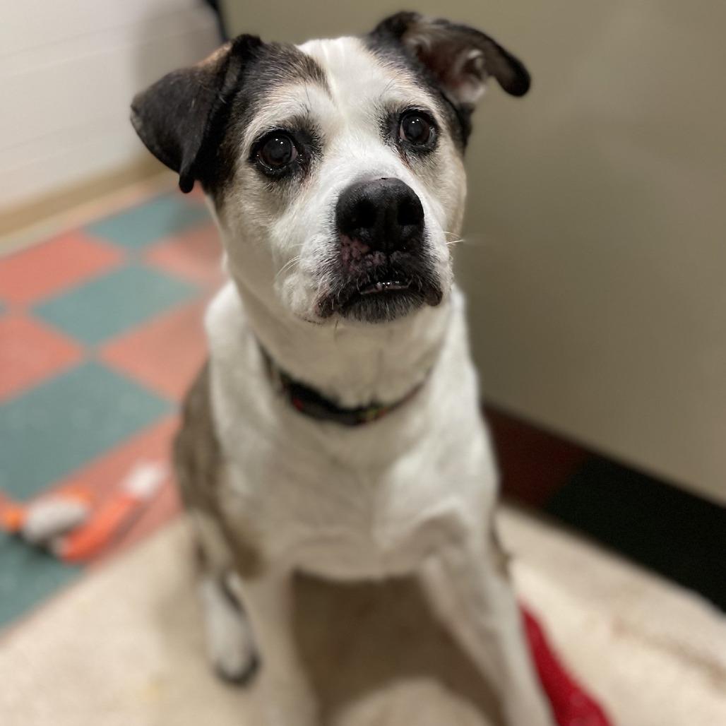 Enlarge Regulus, a Adoptable mixed breed in South Burlington, VT image 6/6