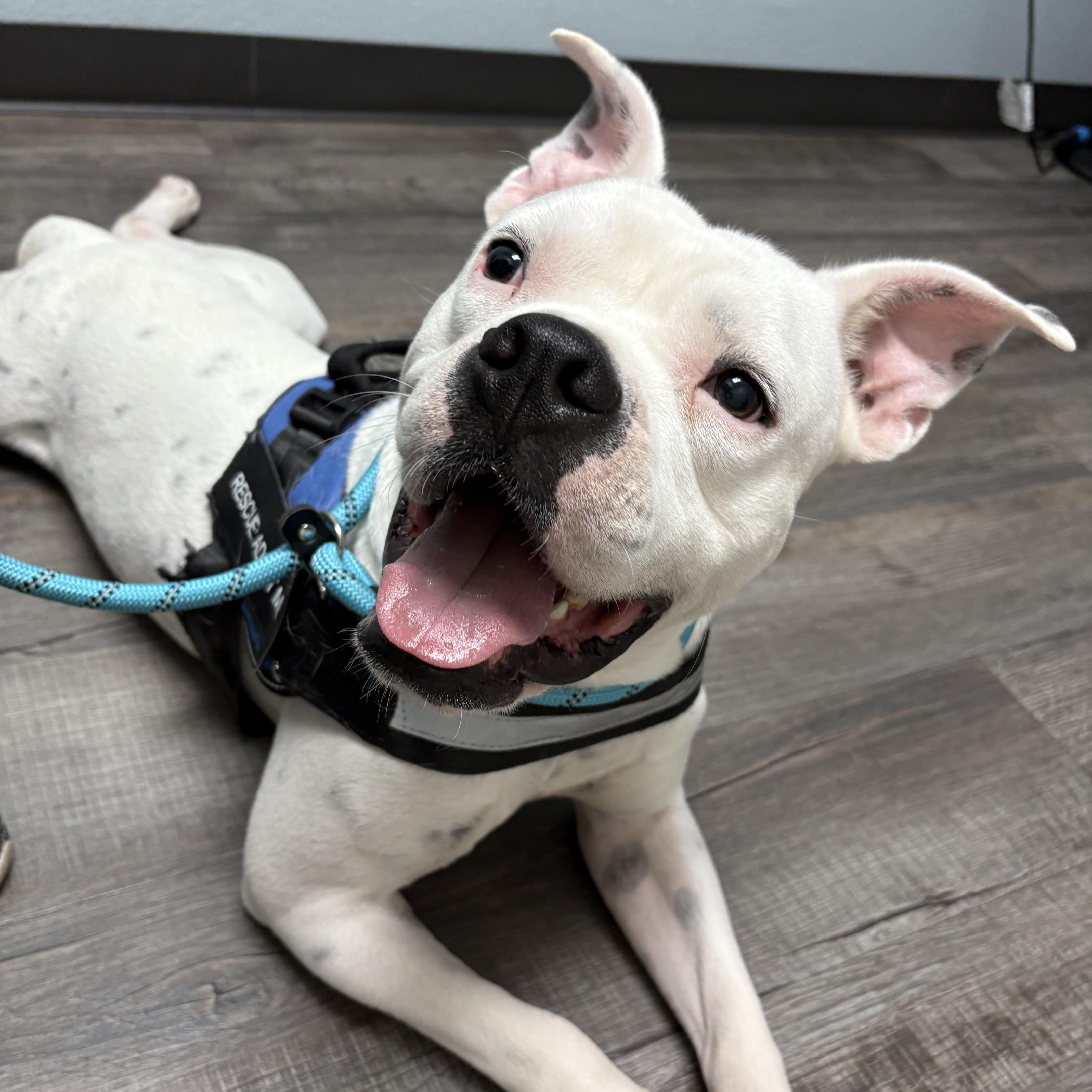 Enlarge Oleander(Ohlee), an adopted mixed breed in Spring Hill, FL image 6/6