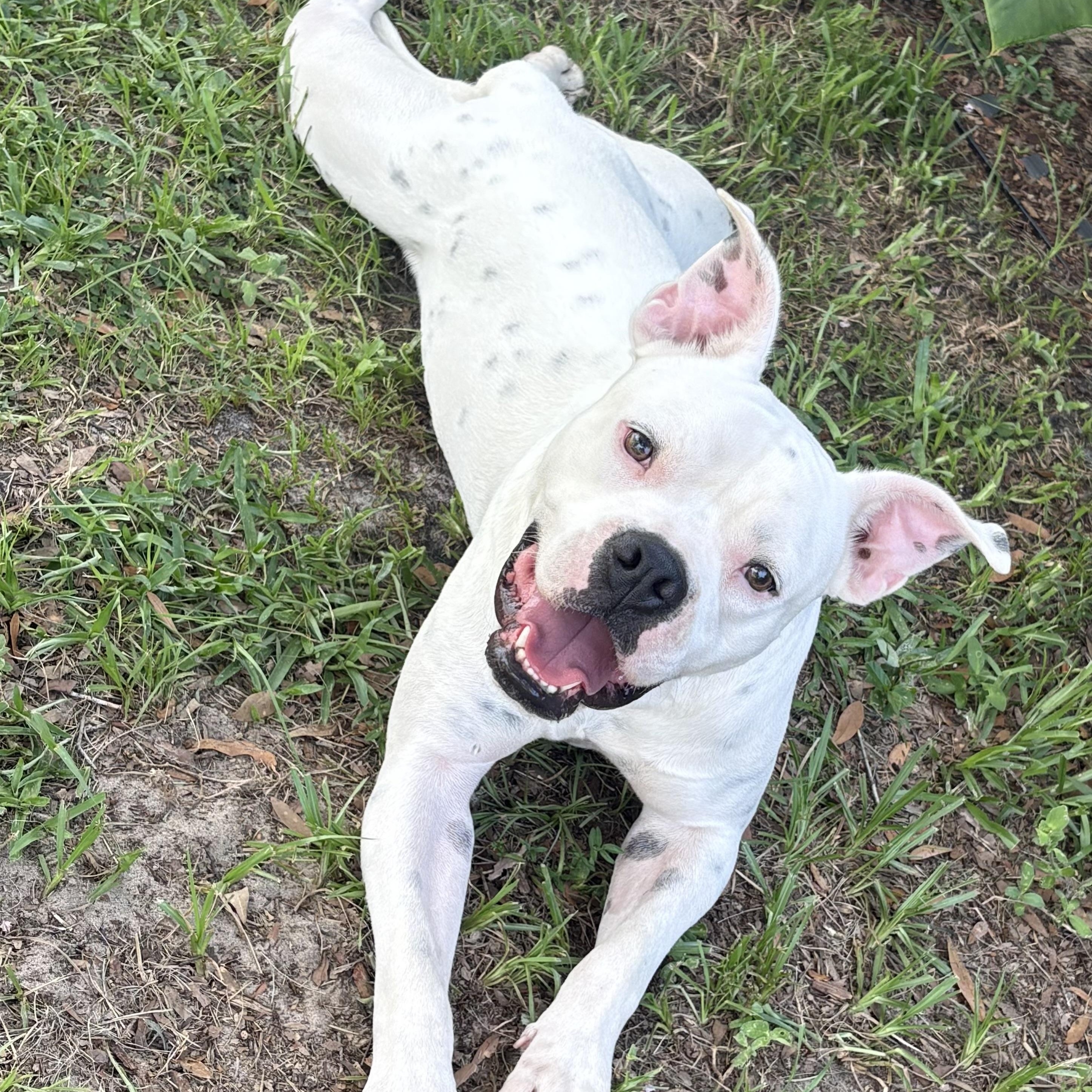Enlarge Oleander(Ohlee), an adopted mixed breed in Spring Hill, FL image 2/6