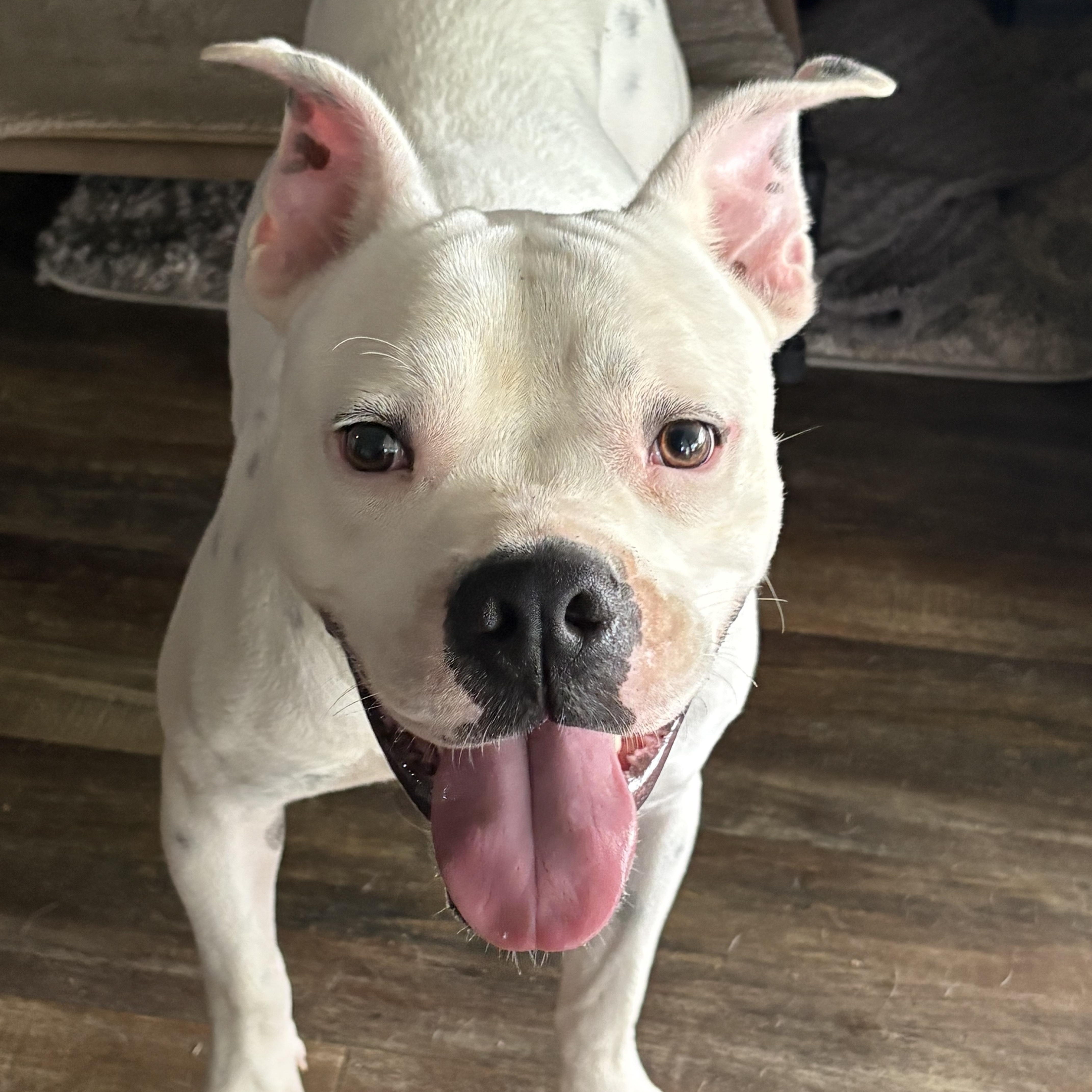 Enlarge Oleander(Ohlee), an adopted mixed breed in Spring Hill, FL image 5/6