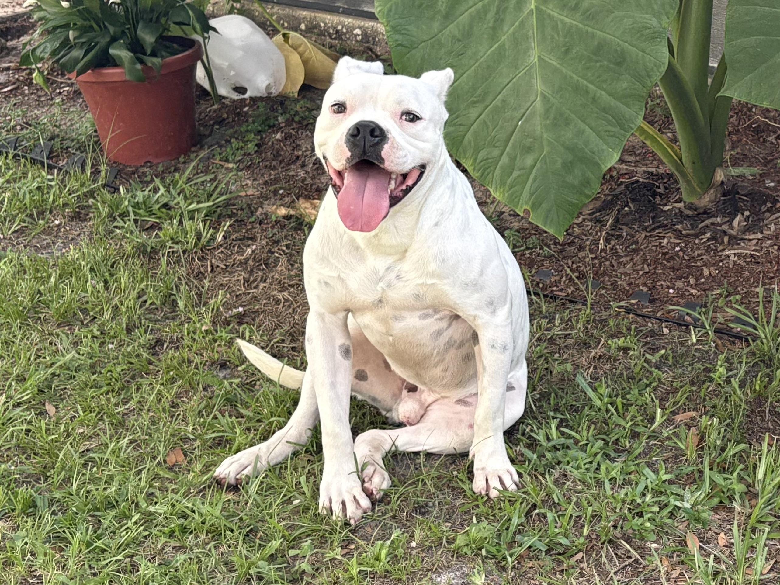 Enlarge Oleander(Ohlee), an adopted mixed breed in Spring Hill, FL image 4/6