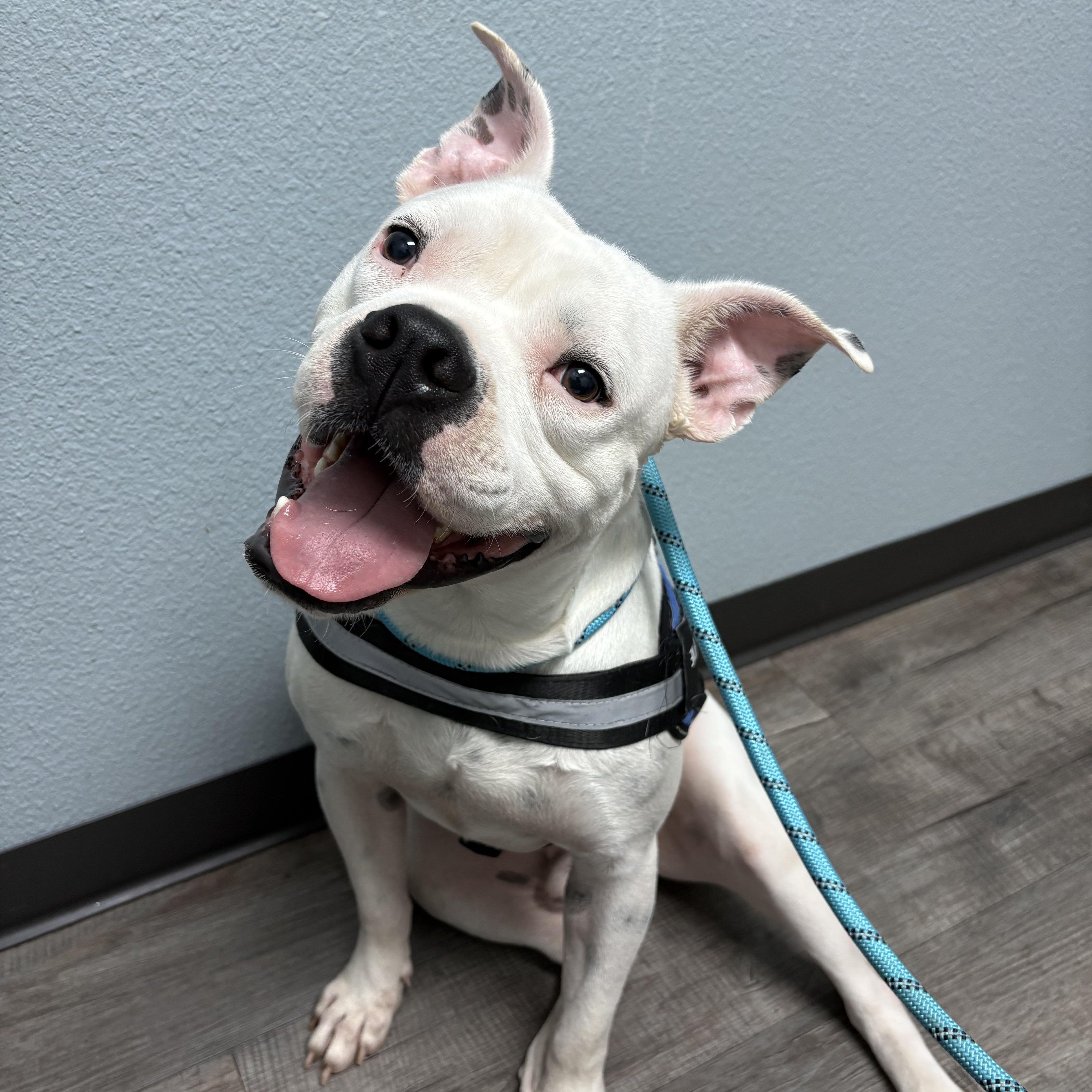 Oleander(Ohlee), adopted, Adult Male American Bulldog.