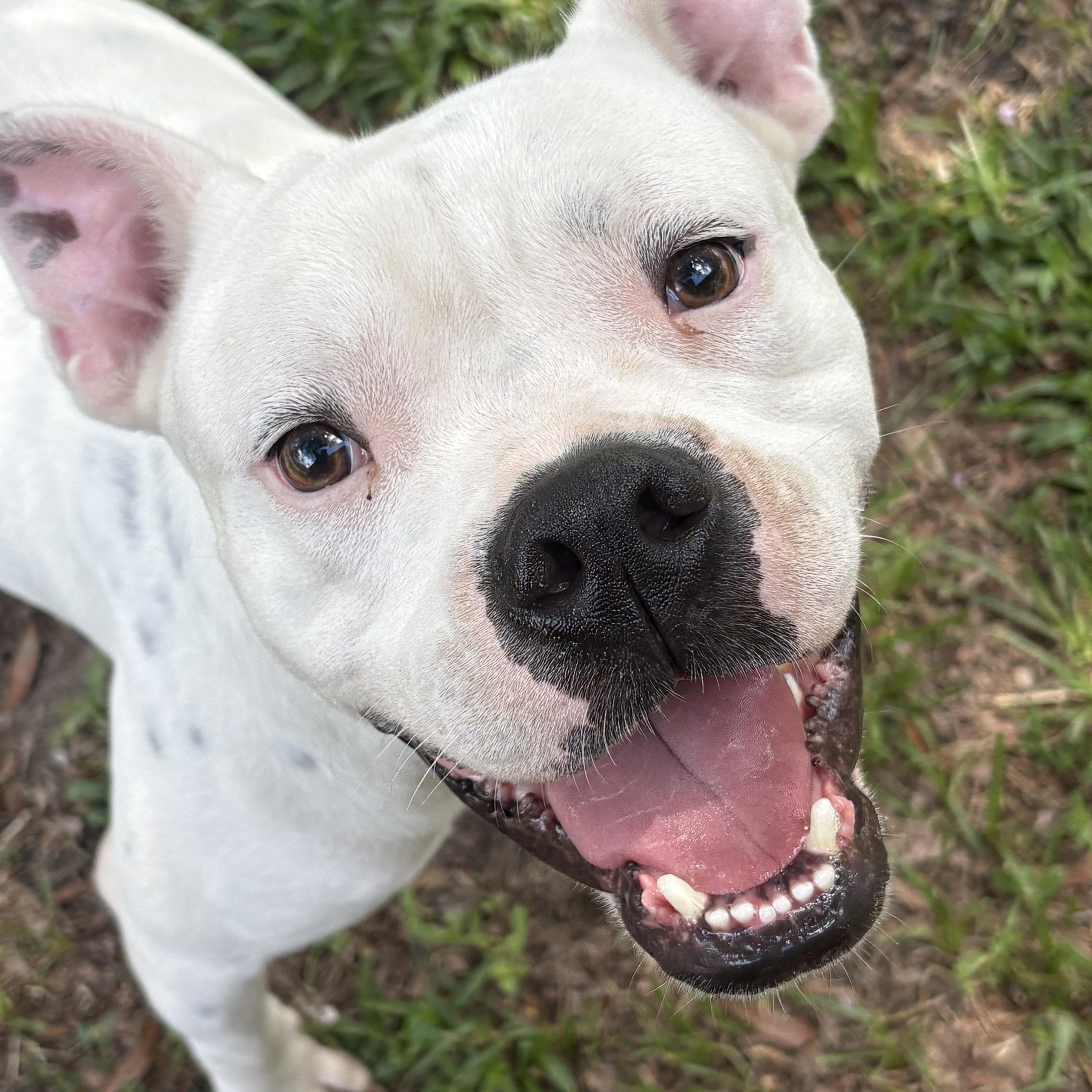 Enlarge Oleander(Ohlee), an adopted mixed breed in Spring Hill, FL image 3/6