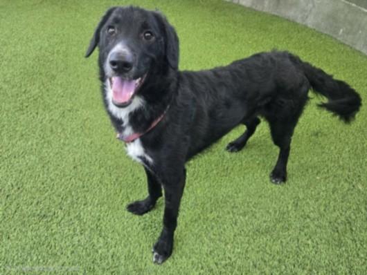 Enlarge CHEERS, a Adoptable Labrador Retriever in Van Nuys, CA image 1/1