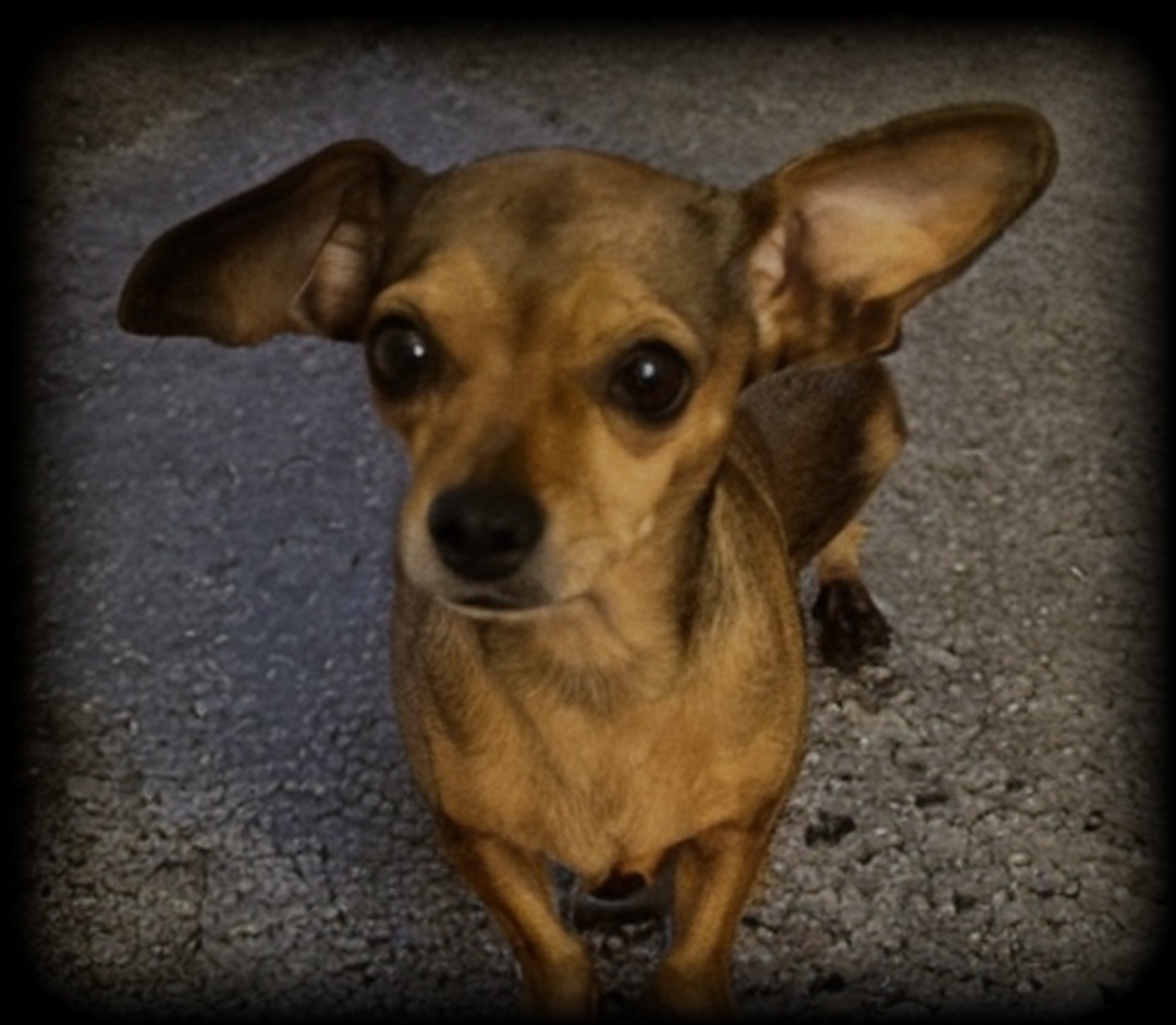 Mia, a Adopted Chiweenie in San Antonio, TX image 1/3