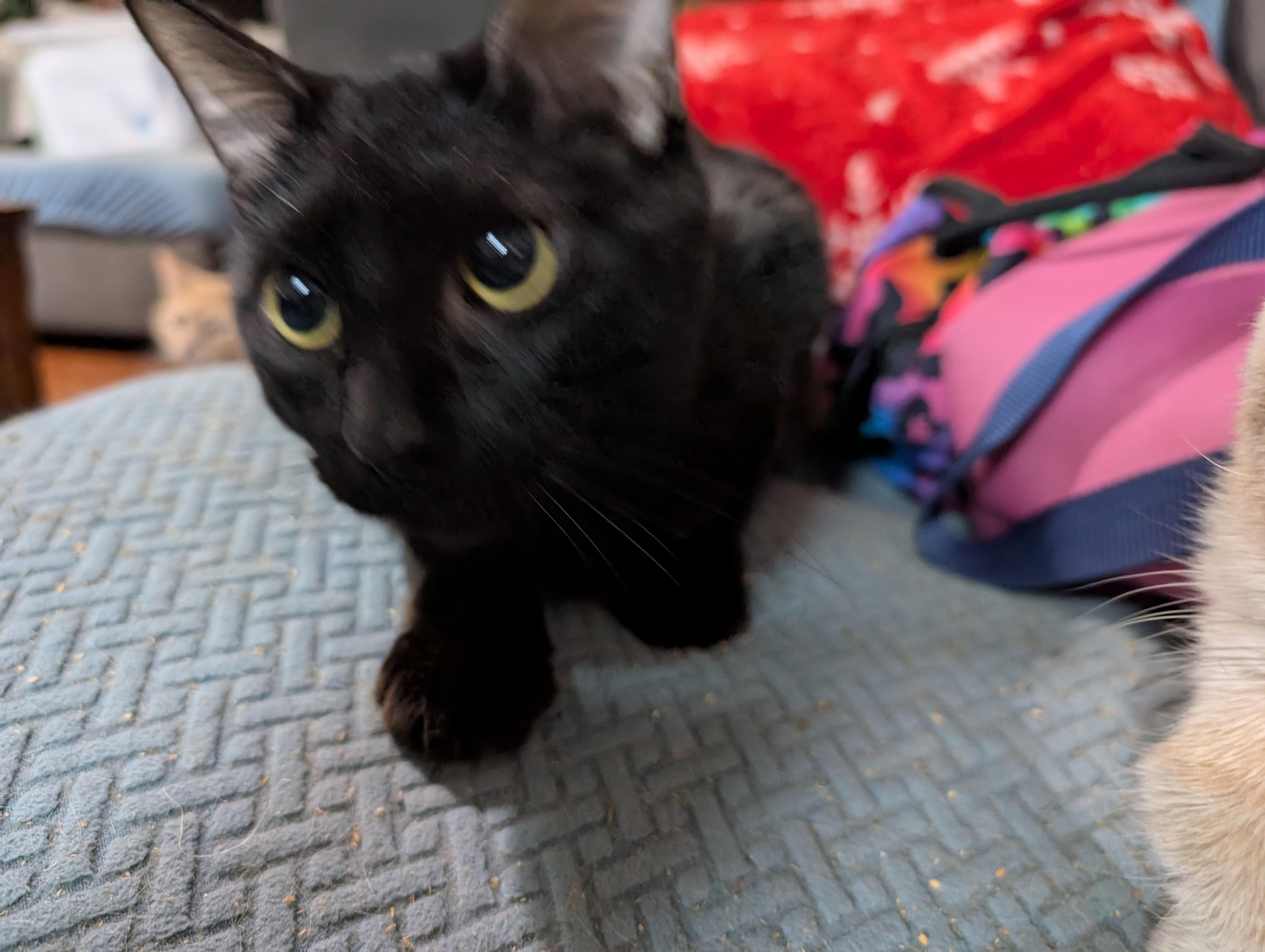 Enlarge Giovanni, a Adopted Domestic Short Hair in Cleburne, TX image 1/6