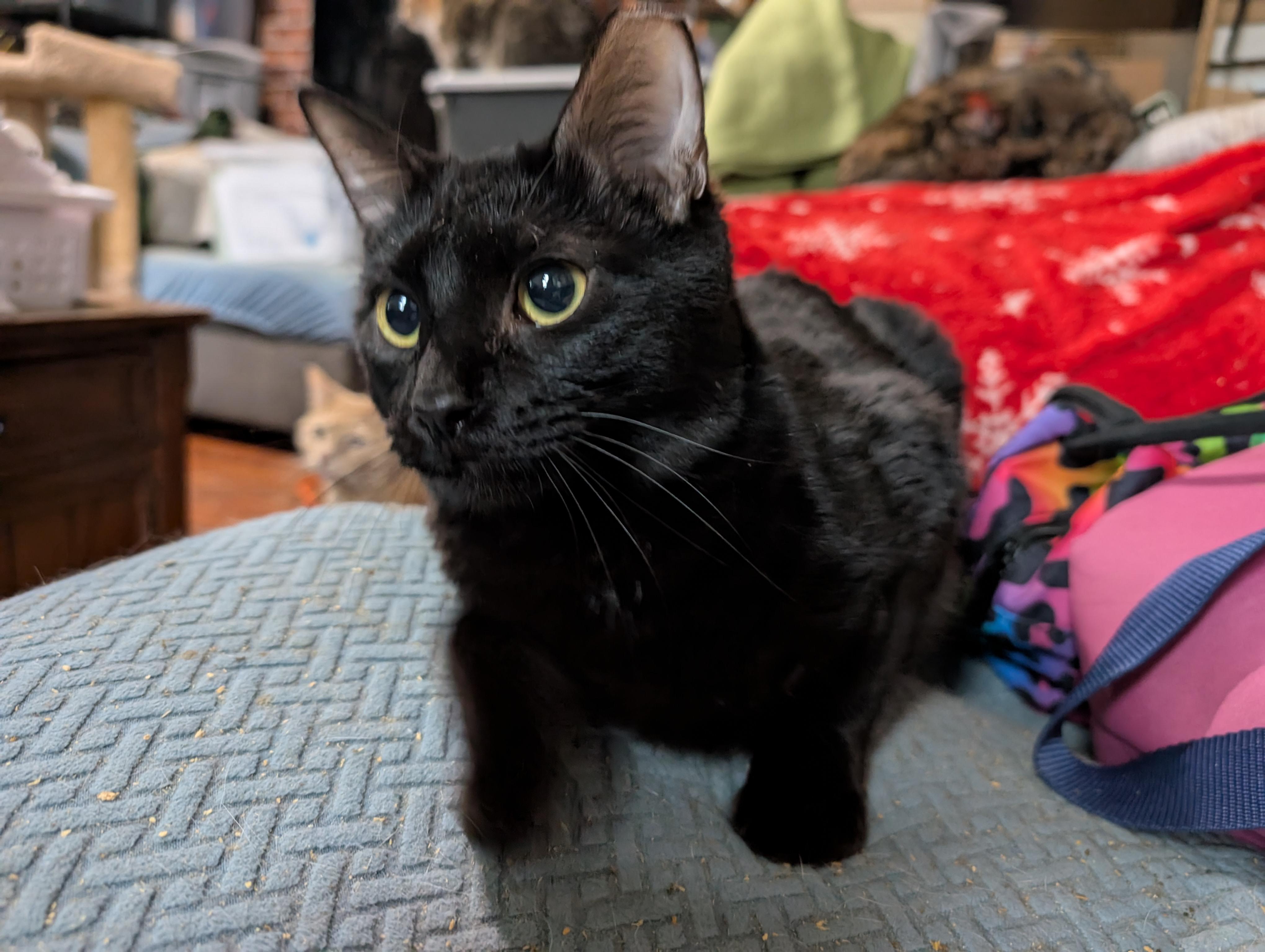 Enlarge Giovanni, a Adopted Domestic Short Hair in Cleburne, TX image 2/6