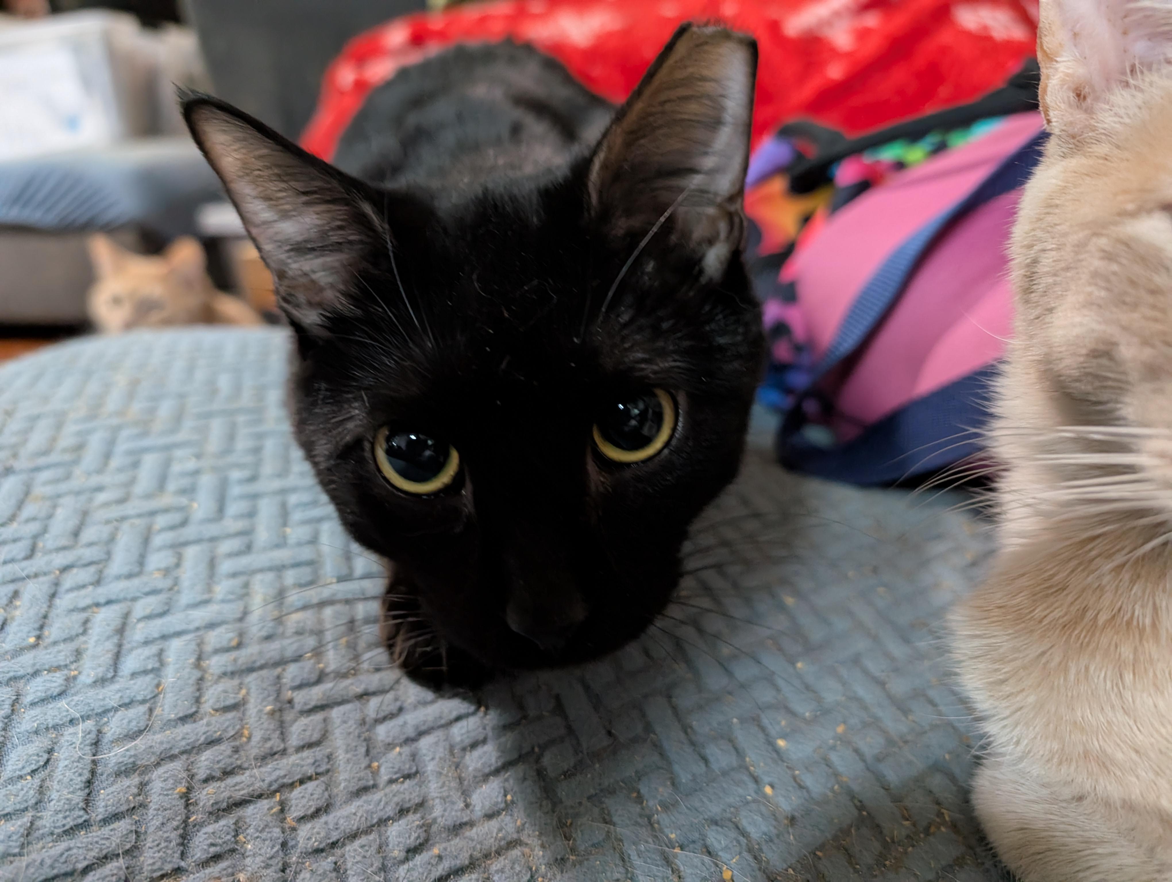 Enlarge Giovanni, a Adopted Domestic Short Hair in Cleburne, TX image 5/6