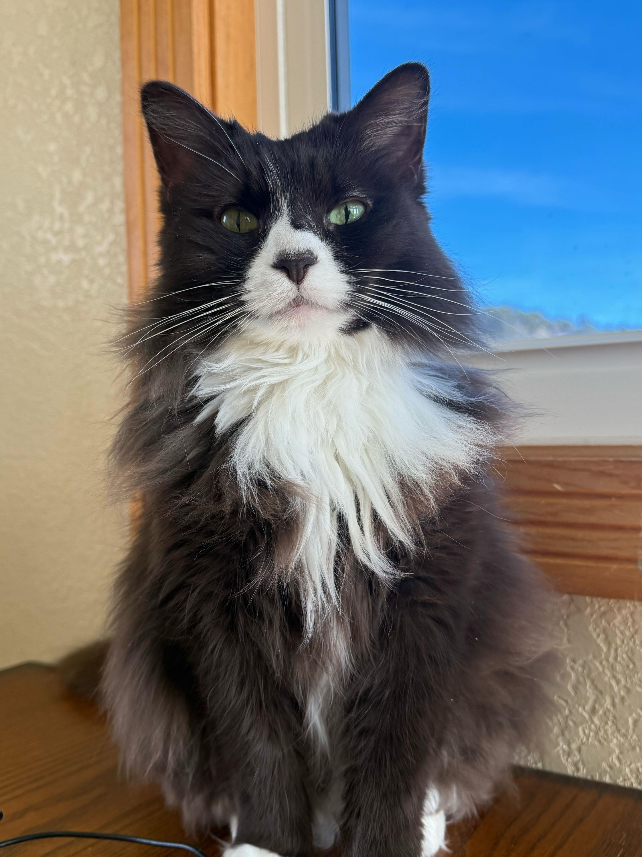 Enlarge Prada, a Adoptable Domestic Medium Hair in Ridgway, CO image 6/6