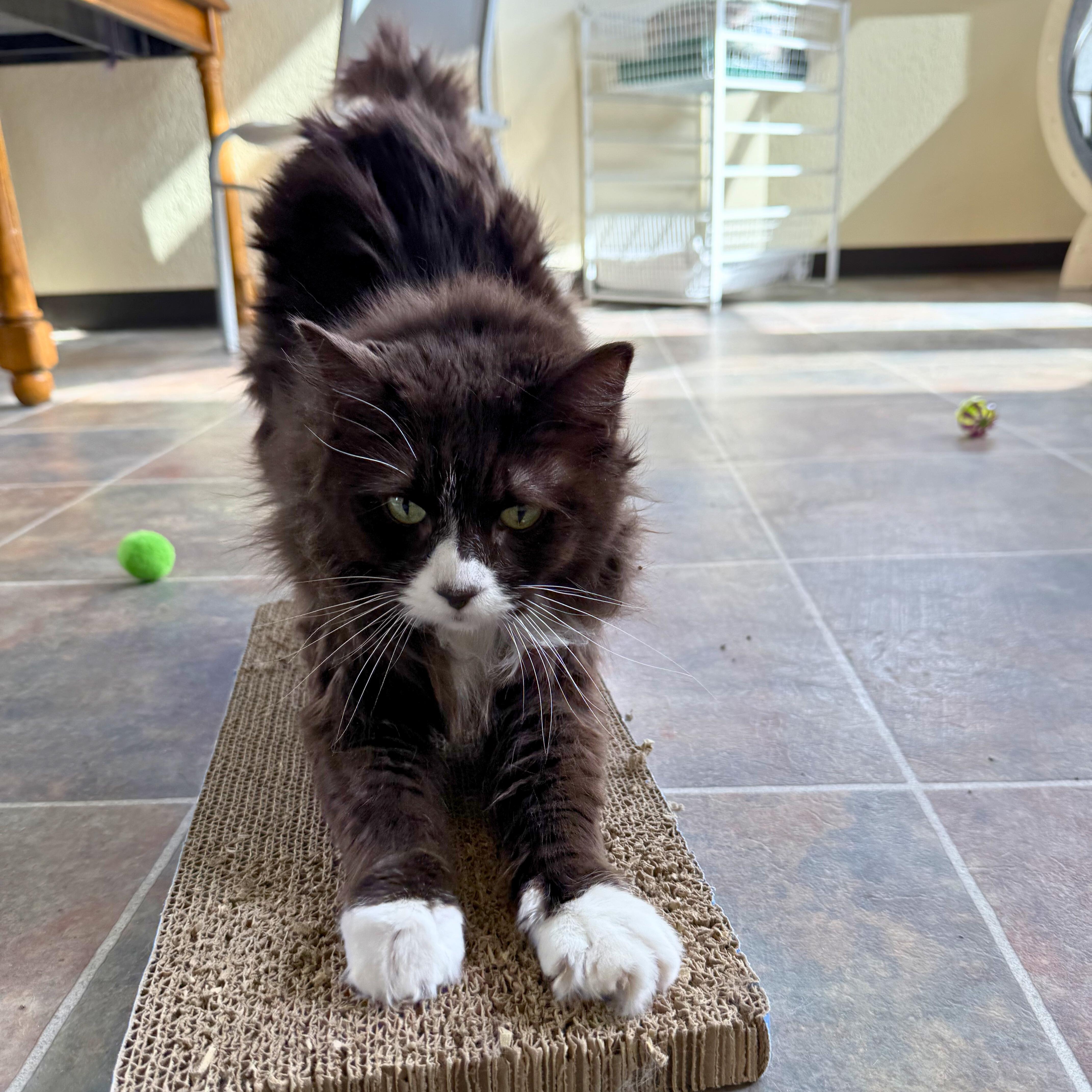 Enlarge Prada, a Adoptable Domestic Medium Hair in Ridgway, CO image 3/6