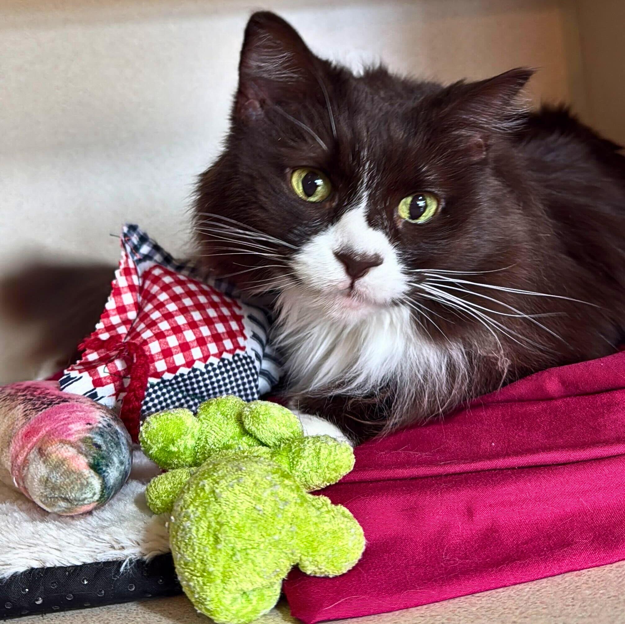 Prada, Adoptable, Adult Female Domestic Medium Hair.