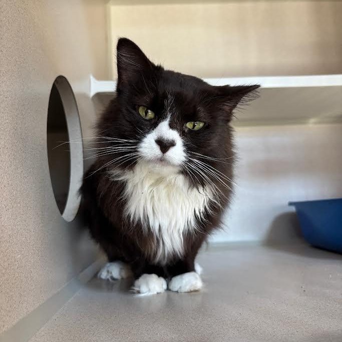 Prada, a Adoptable Domestic Medium Hair in Ridgway, CO image 1/5