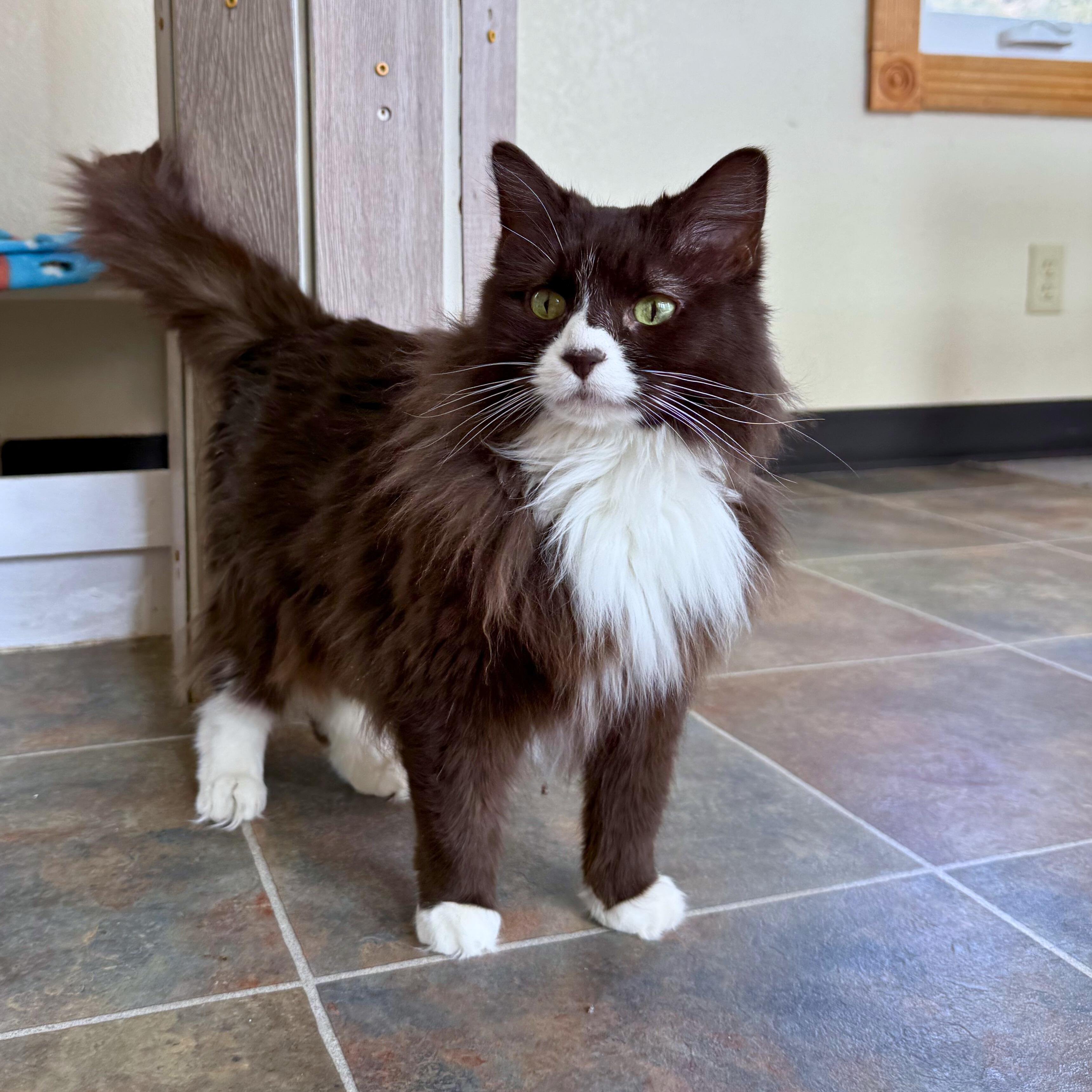 Enlarge Prada, a Adoptable Domestic Medium Hair in Ridgway, CO image 1/6
