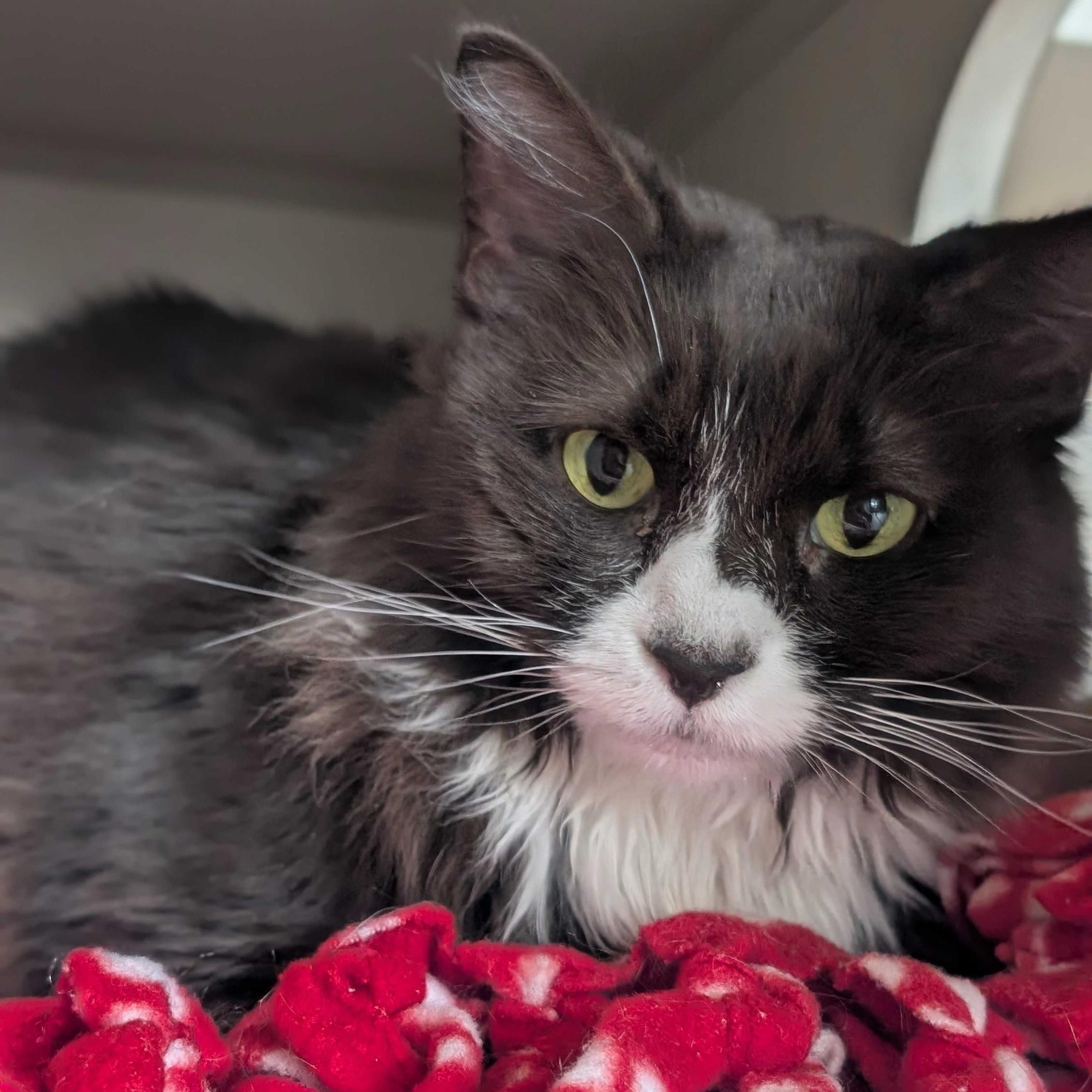 Enlarge Prada, a Adoptable Domestic Medium Hair in Ridgway, CO image 5/6