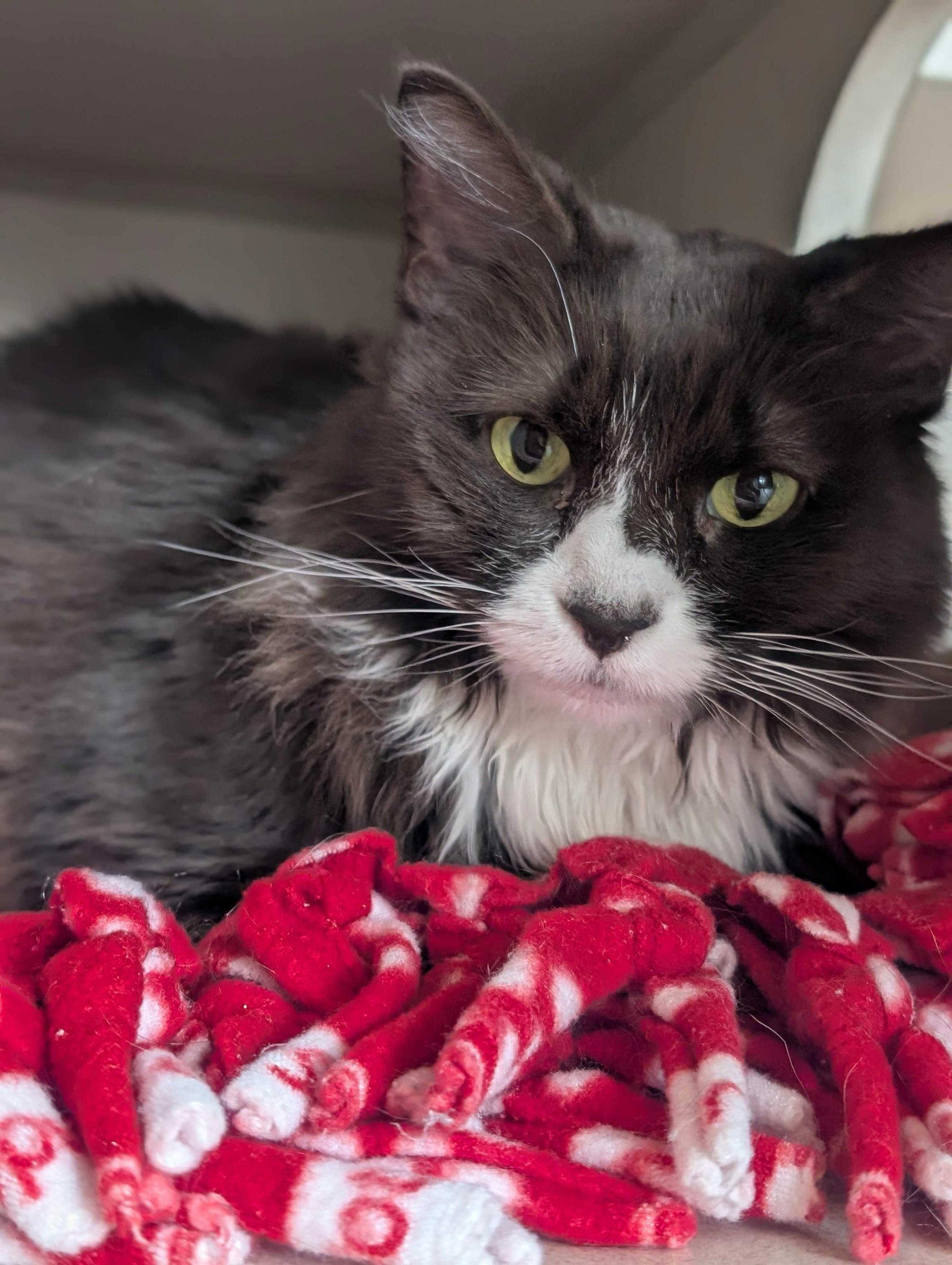 Prada, a Adoptable Domestic Medium Hair in Ridgway, CO image 2/5