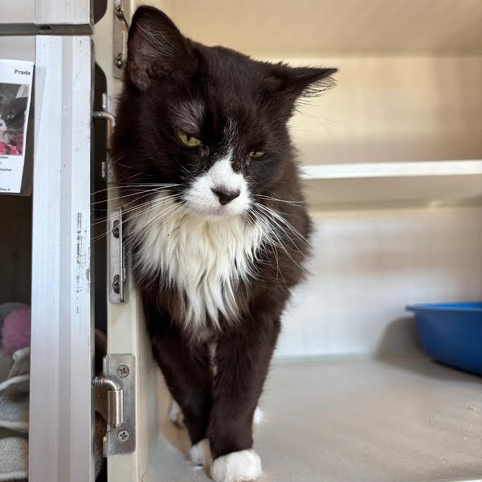 Enlarge Prada, a Adoptable Domestic Medium Hair in Ridgway, CO image 3/6