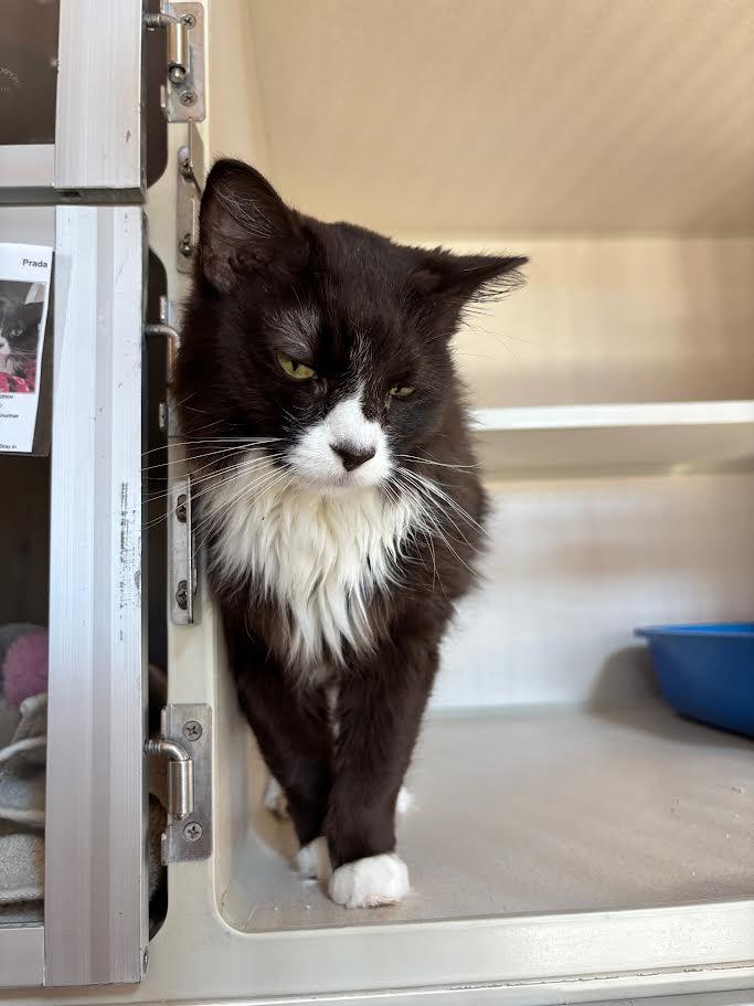 Prada, a Adoptable Domestic Medium Hair in Ridgway, CO image 3/5