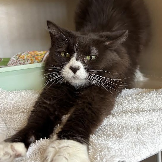 Prada, a Adoptable Domestic Medium Hair in Ridgway, CO image 4/5