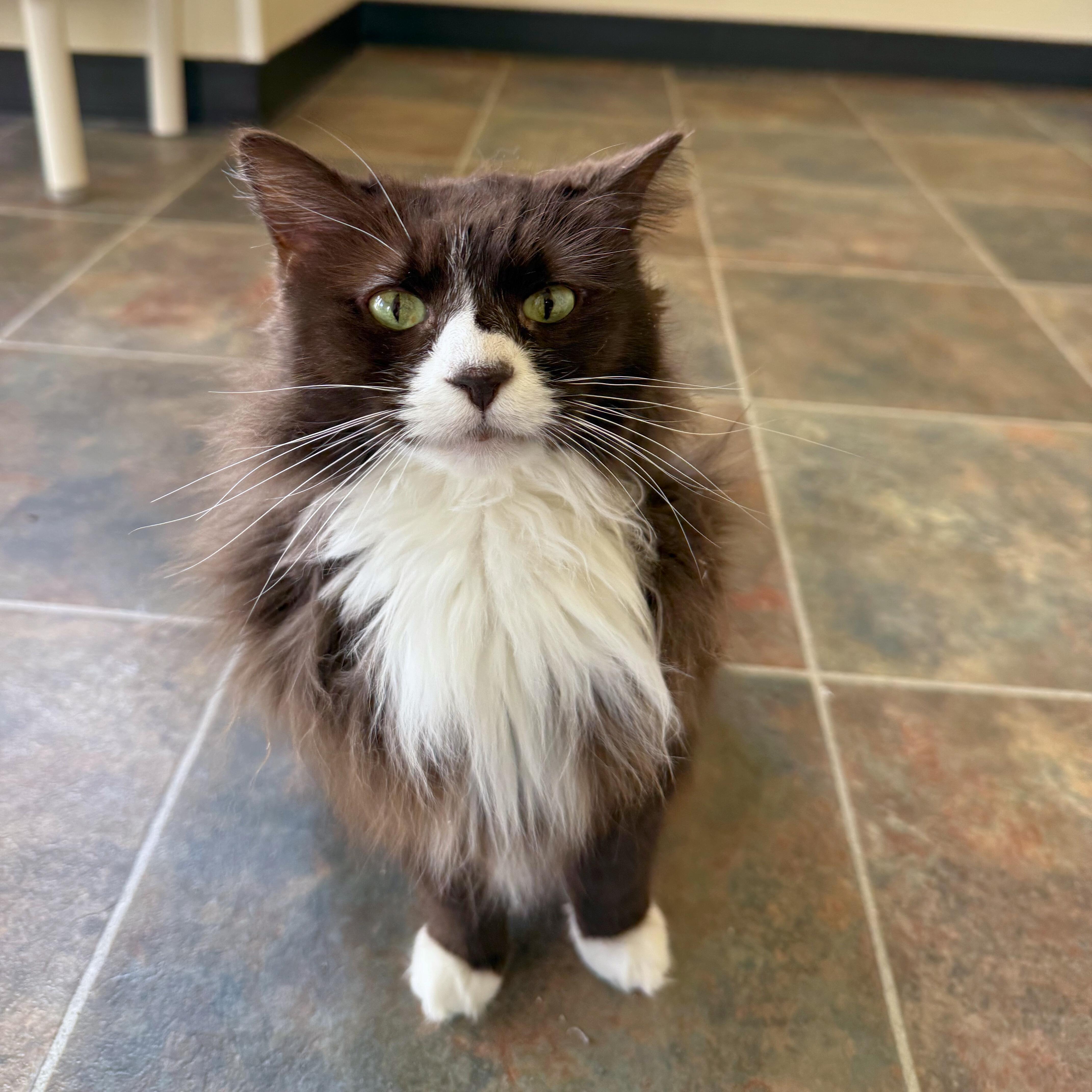 Enlarge Prada, a Adoptable Domestic Medium Hair in Ridgway, CO image 2/6