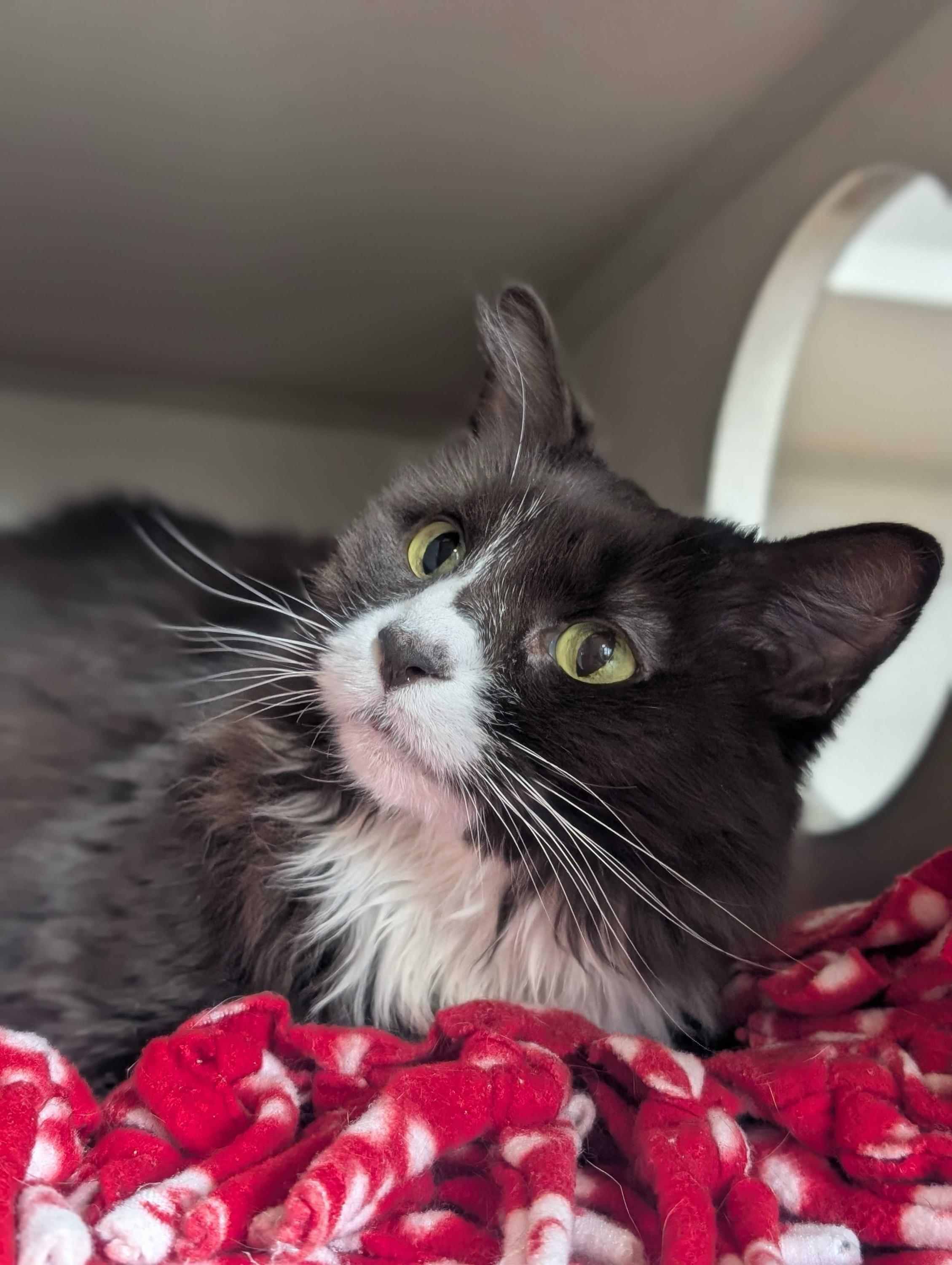 Prada, a Adoptable Domestic Medium Hair in Ridgway, CO image 5/5