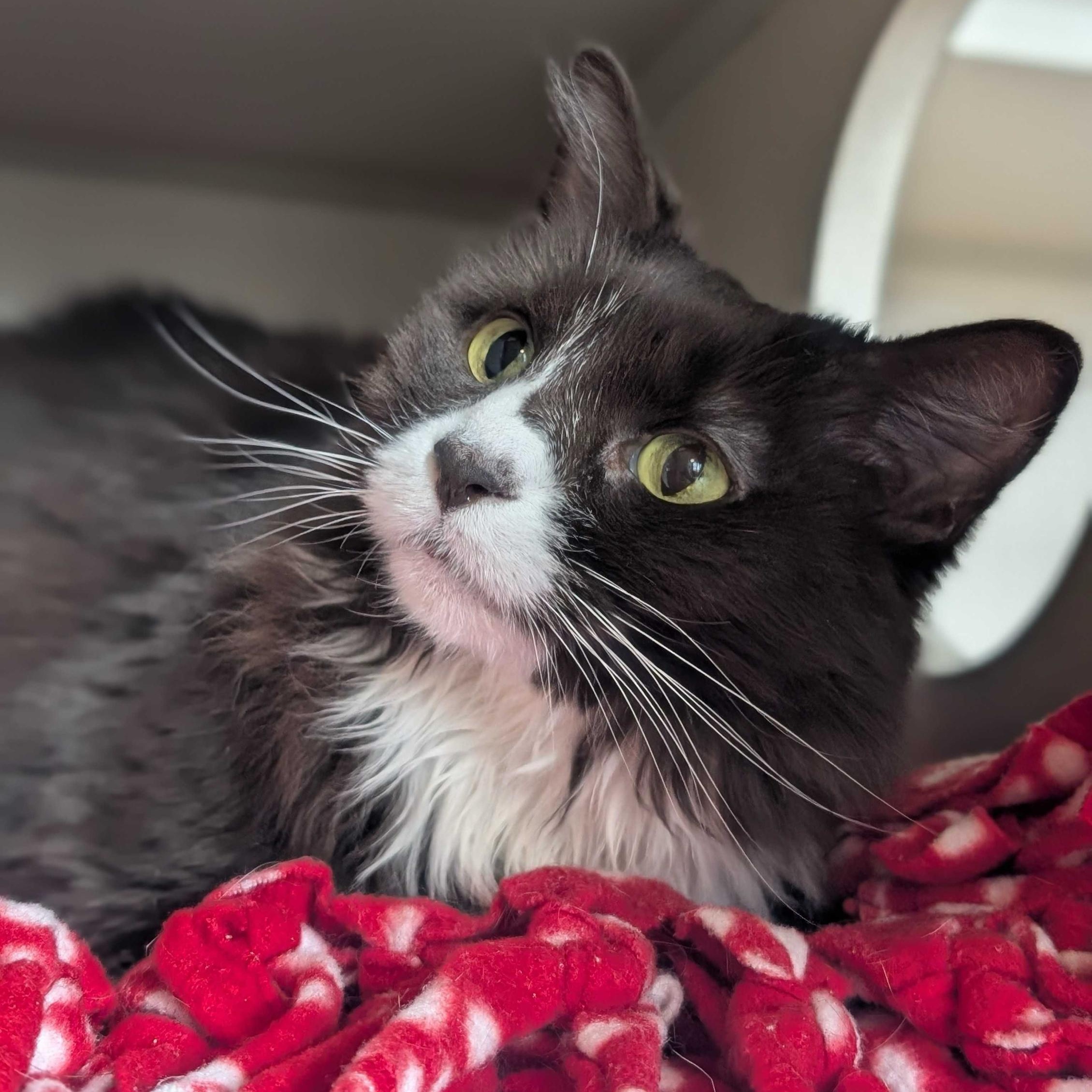 Enlarge Prada, a Adoptable Domestic Medium Hair in Ridgway, CO image 6/6
