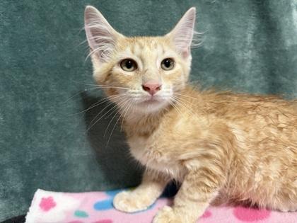 Enlarge Woody, a Adoptable mixed breed in Burlington, WI image 1/2