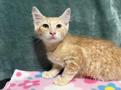 Enlarge Woody, a Adoptable mixed breed in Burlington, WI image 2/2