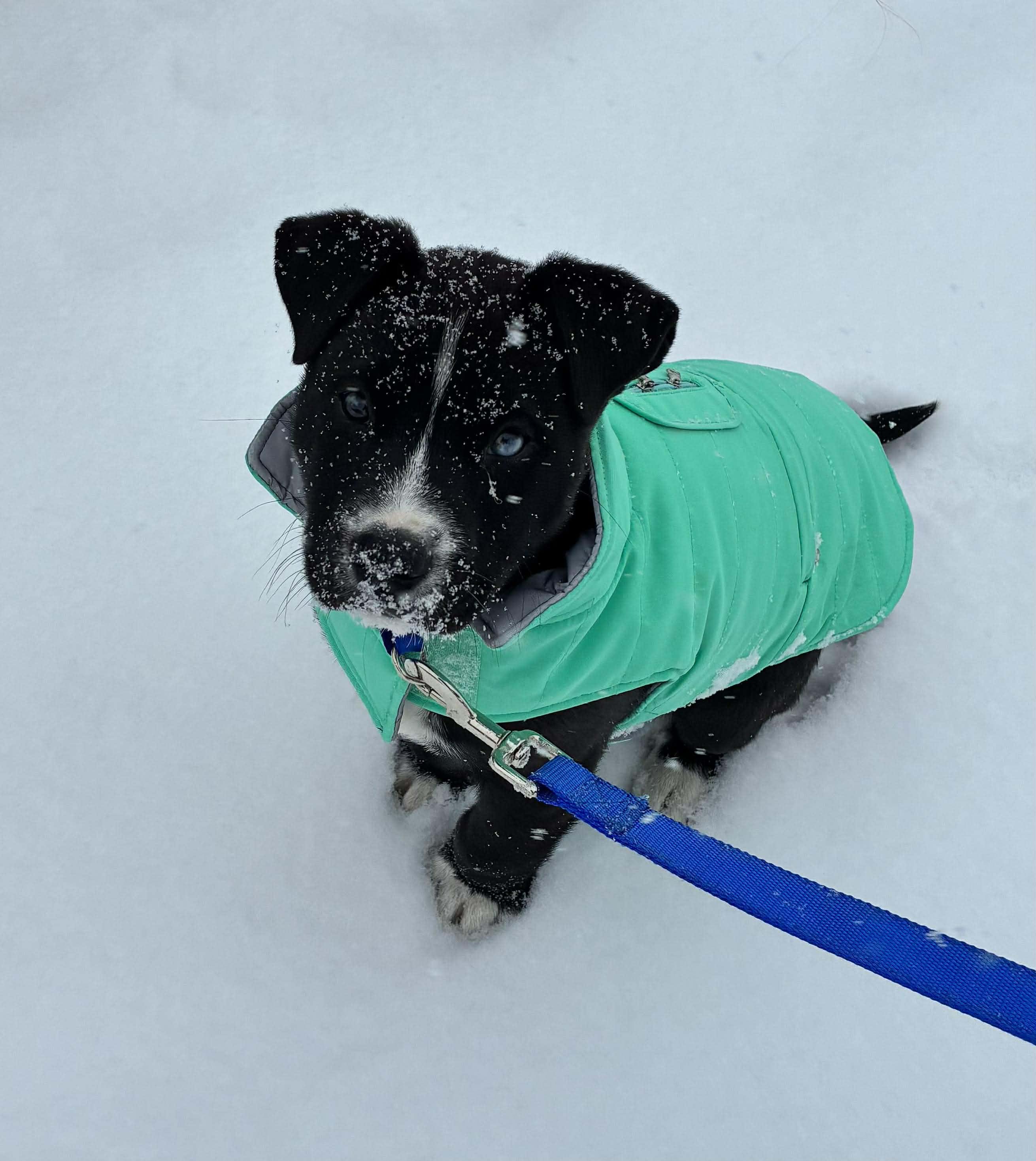 Enlarge Buddy*, an adopted mixed breed in Tiverton, RI image 3/6