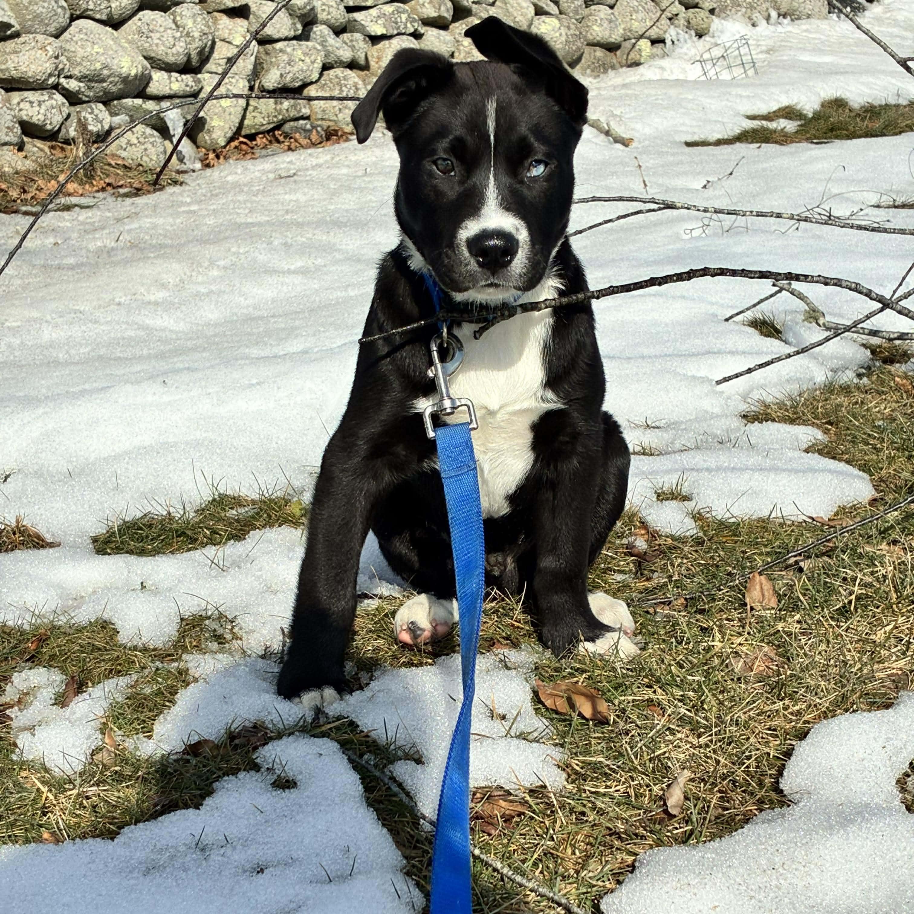 Enlarge Buddy*, an adopted mixed breed in Tiverton, RI image 6/6