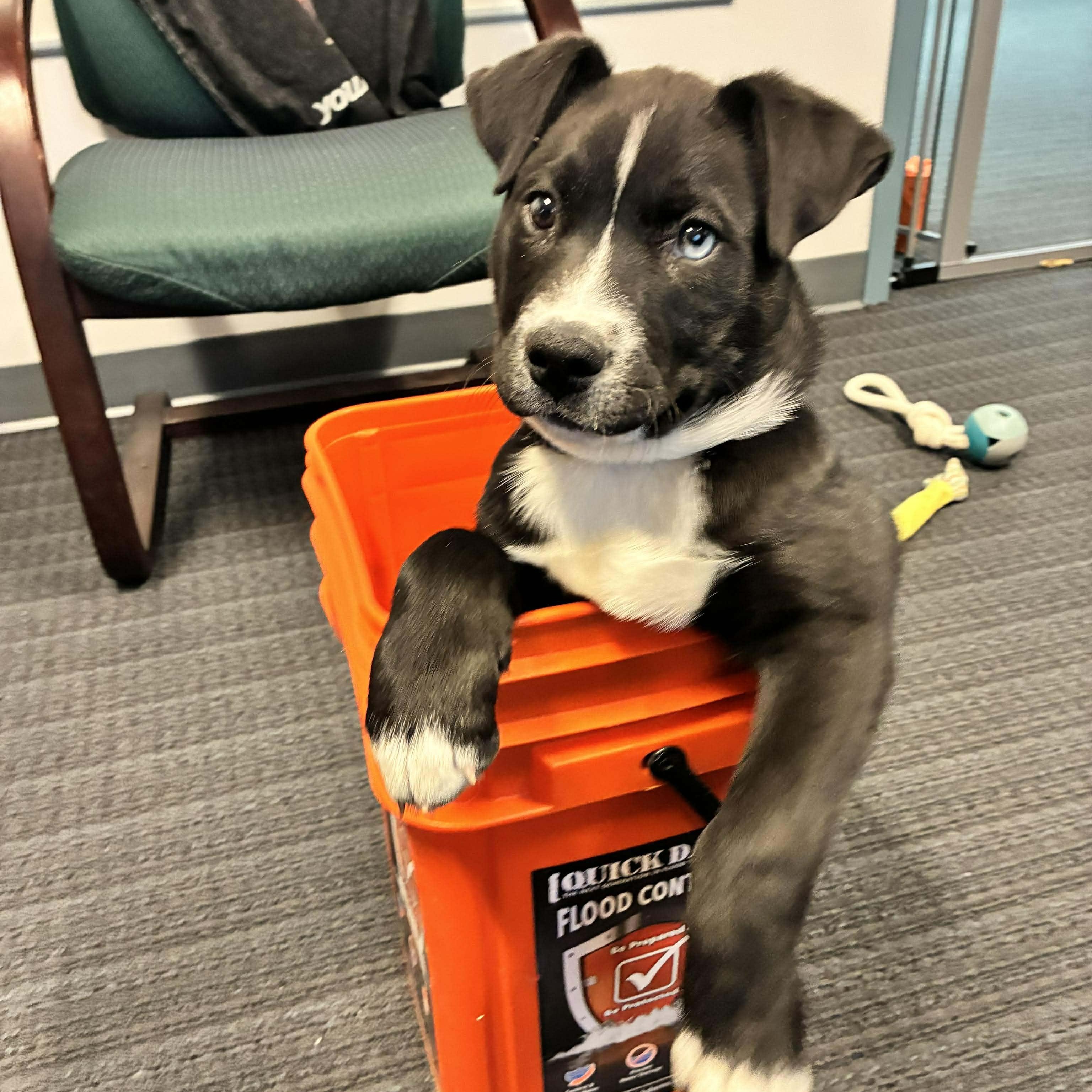 Enlarge Buddy*, an adopted mixed breed in Tiverton, RI image 2/6