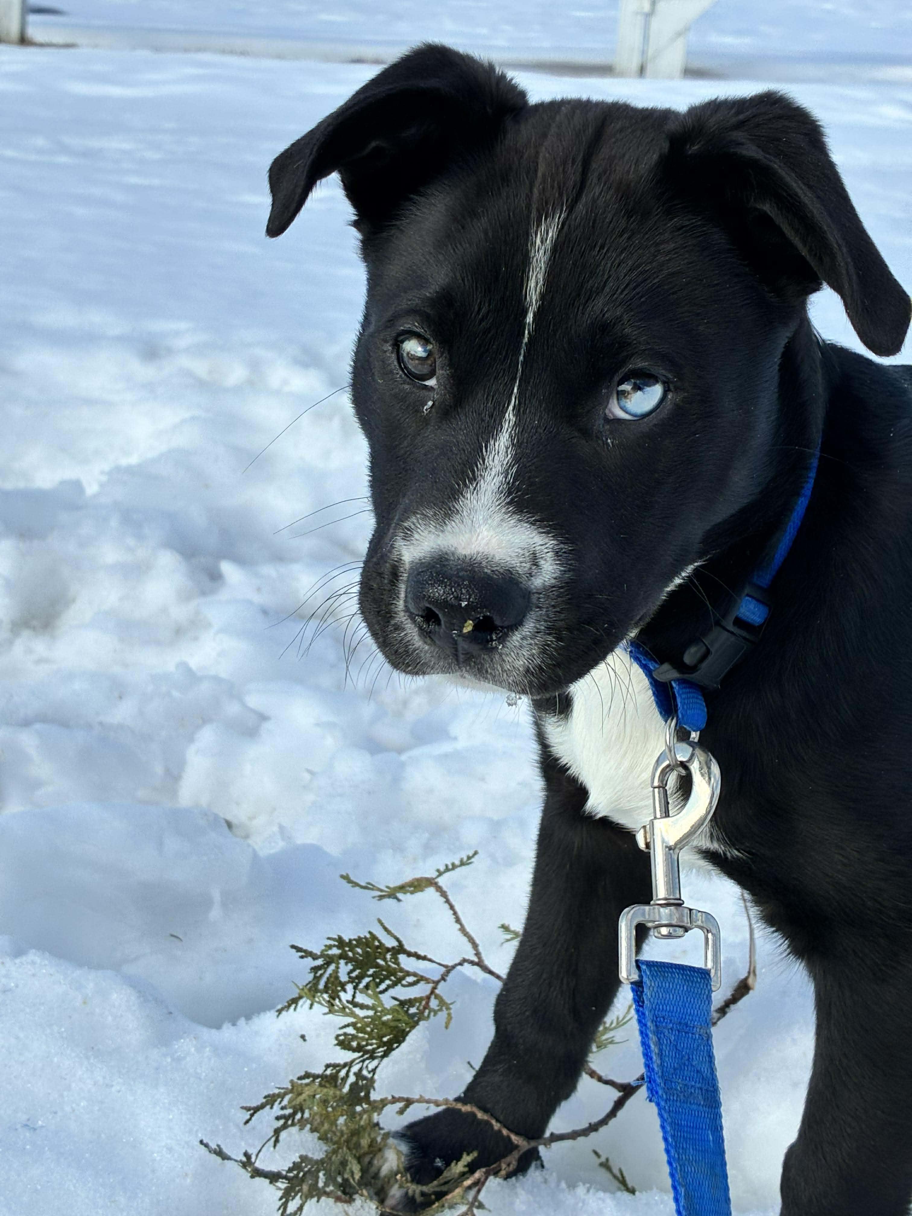Enlarge Buddy*, an adopted mixed breed in Tiverton, RI image 1/6