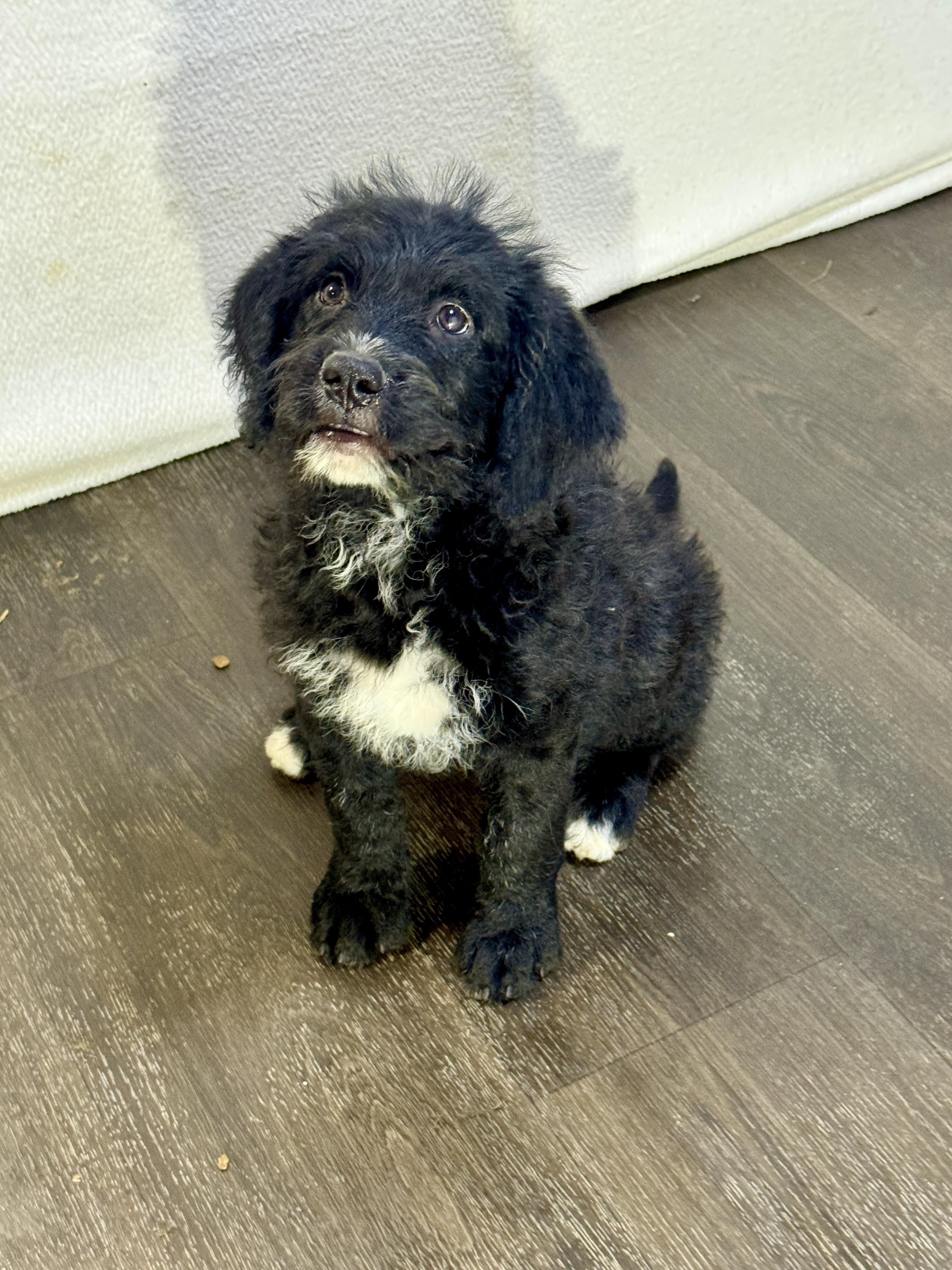 Rosalyn, a Adoptable mixed breed in Stormville, NY image 2/6