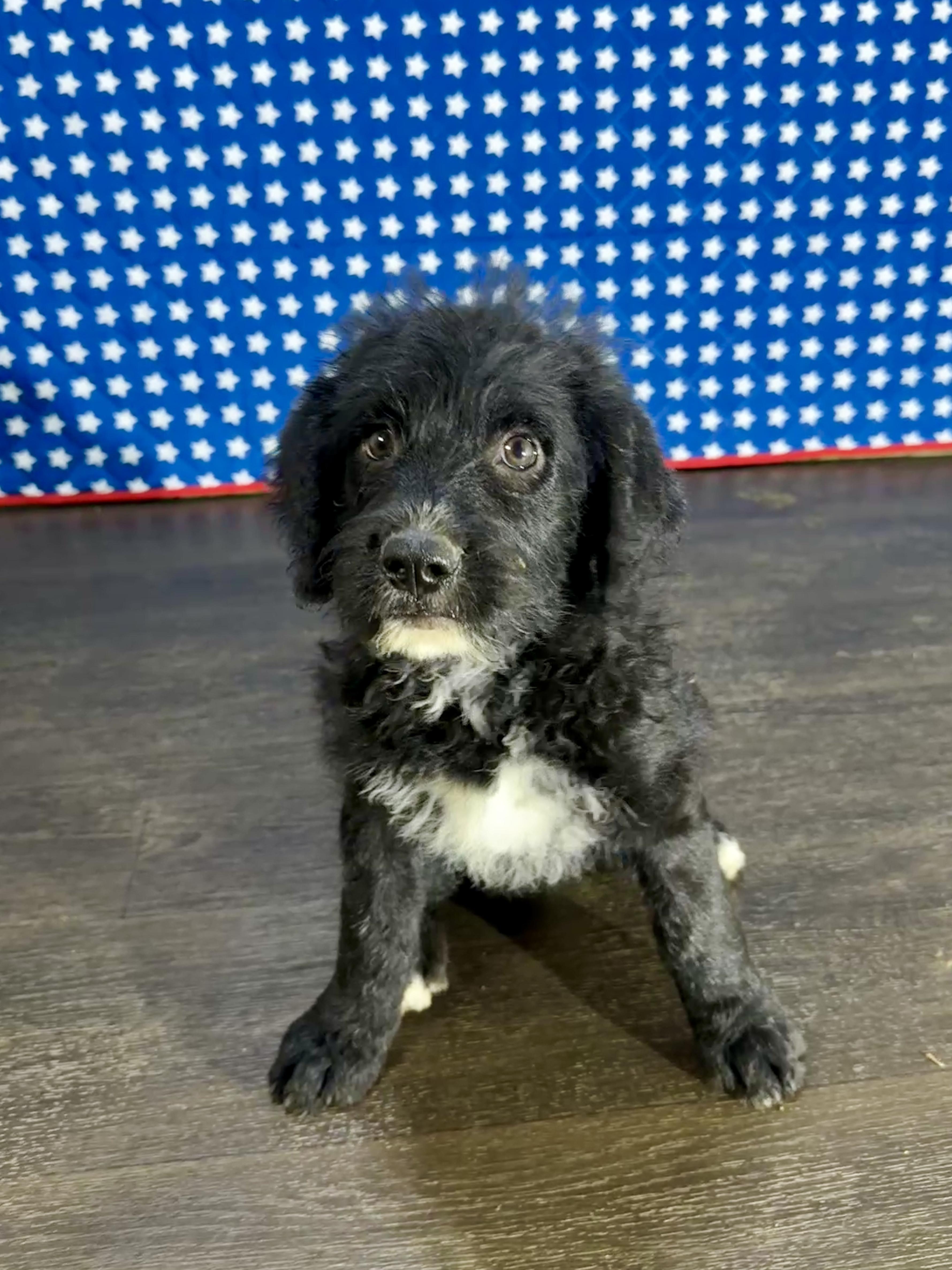 Rosalyn, a Adoptable mixed breed in Stormville, NY image 5/6