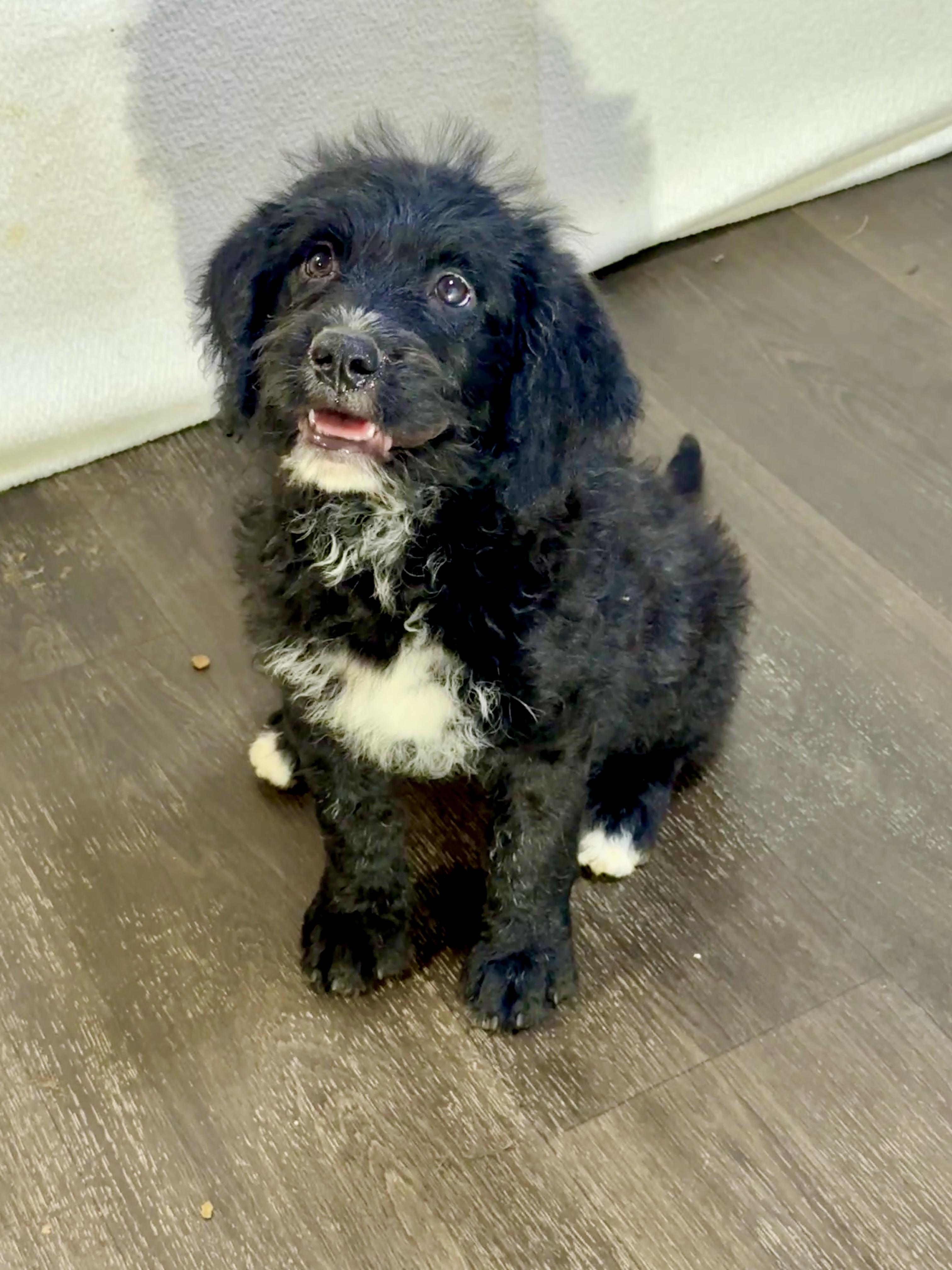 Rosalyn, Adoptable, Puppy Female Labradoodle.