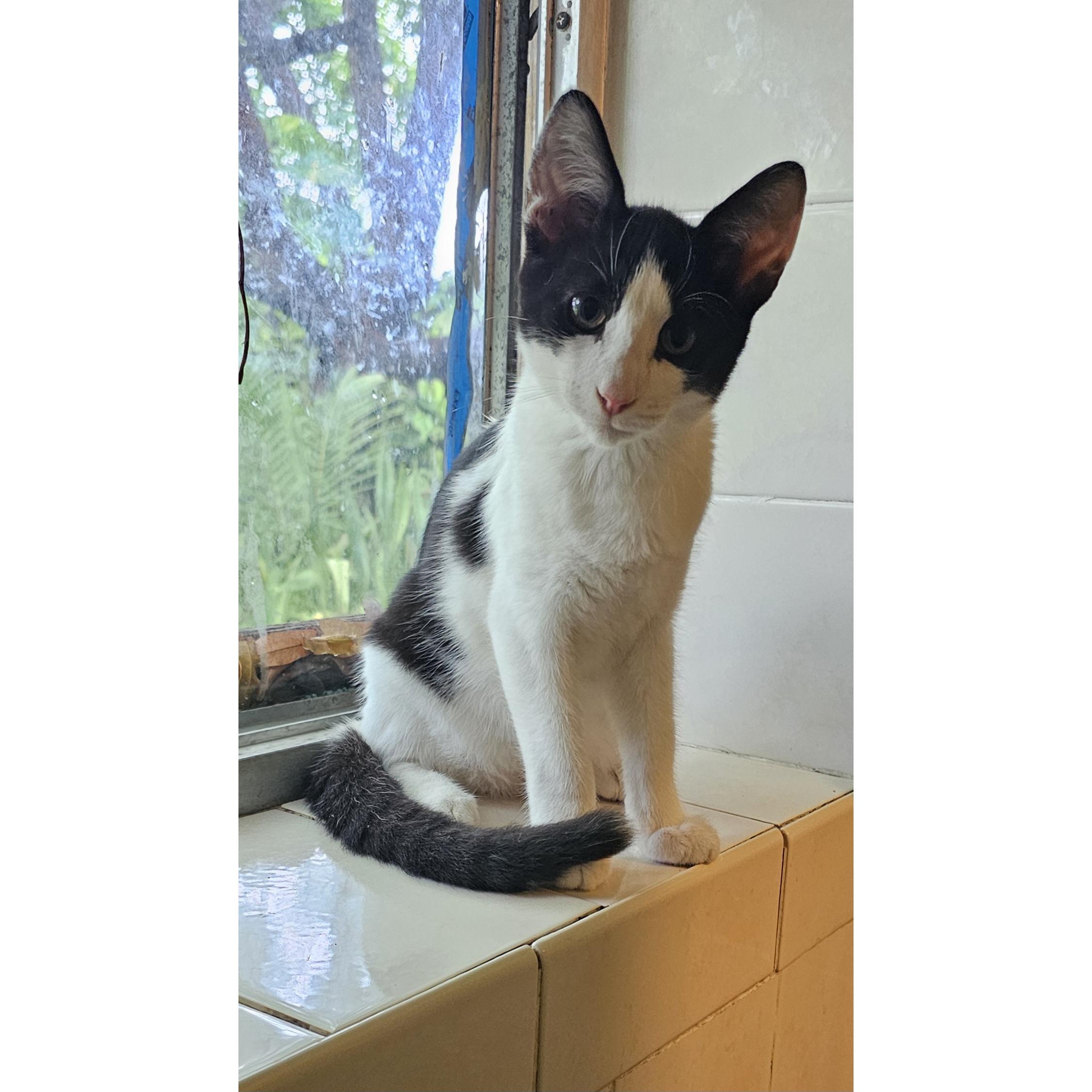 Pouncey, Adoptable, Kitten Male Domestic Short Hair.