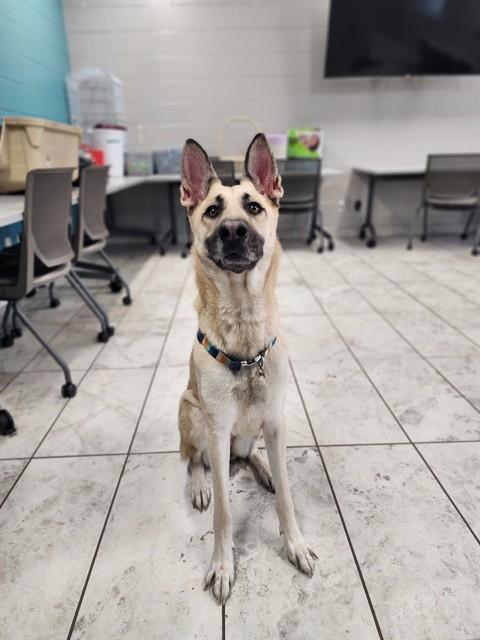 KIA, Adoptable, Adult Female German Shepherd Dog.