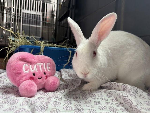 Enlarge Kira, a Adoptable New Zealand in Great Neck, NY image 2/3