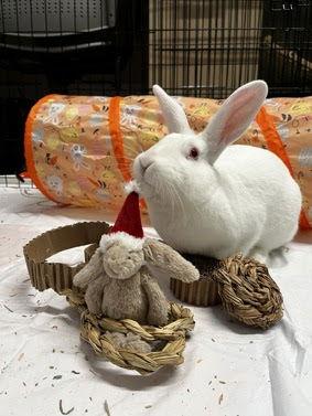 Enlarge Kira, a Adoptable New Zealand in Great Neck, NY image 3/3