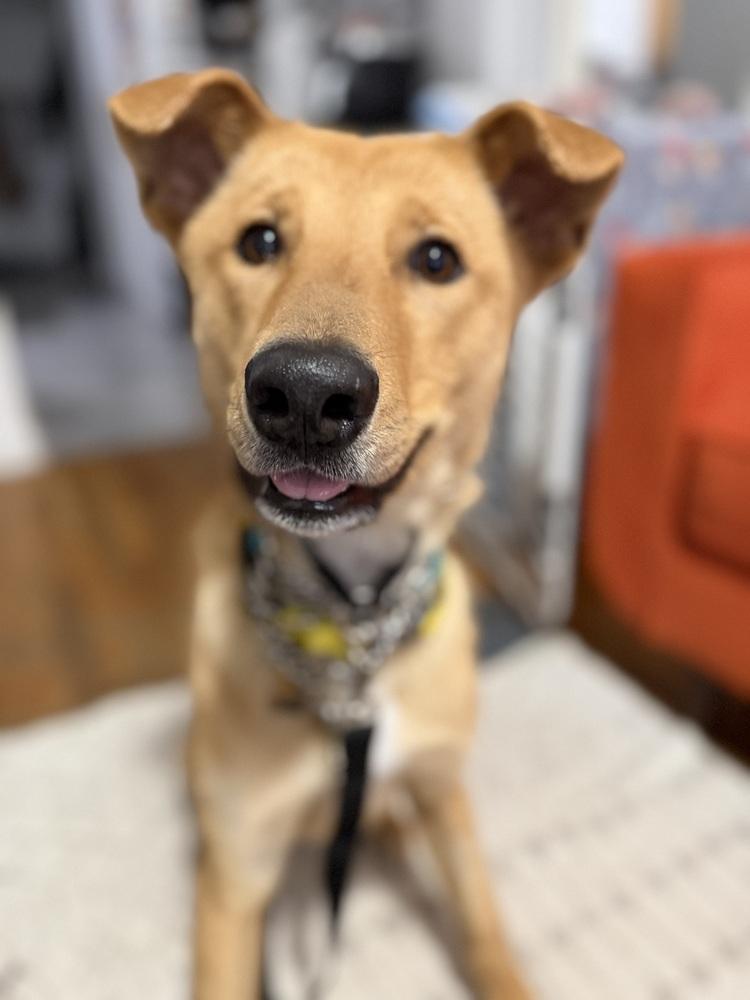Hasol, Adoptable, Puppy Male Jindo.