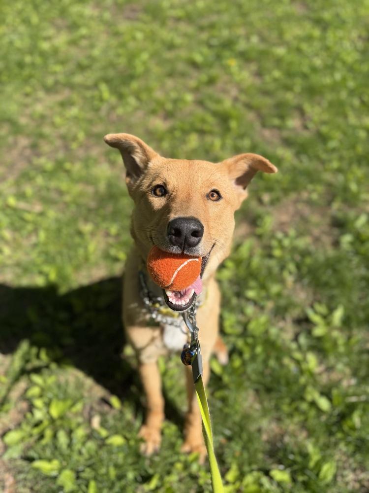 Hasol, a Adoptable mixed breed in Long Island City, NY image 2/6