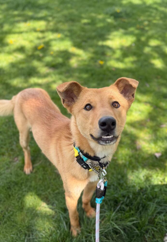 Enlarge Hasol, a Adoptable mixed breed in Long Island City, NY image 2/6