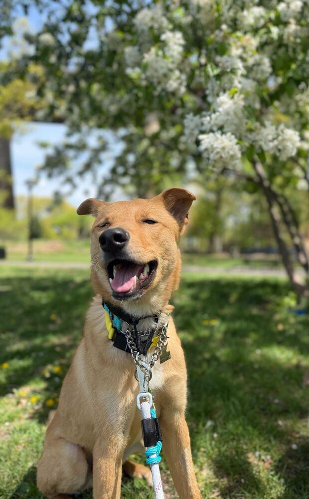 Enlarge Hasol, a Adoptable mixed breed in Long Island City, NY image 3/6