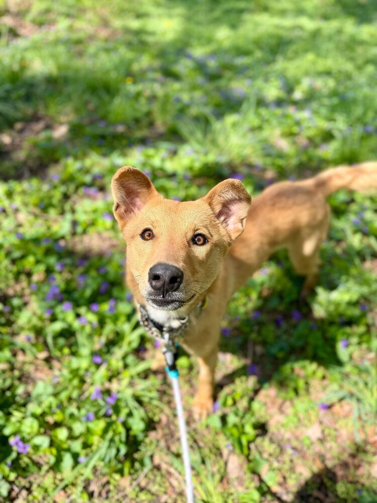 Enlarge Hasol, a Adoptable mixed breed in Long Island City, NY image 4/6