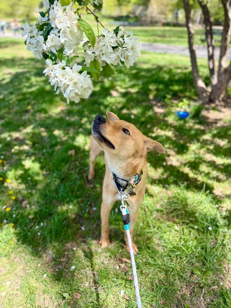 Enlarge Hasol, a Adoptable mixed breed in Long Island City, NY image 5/6
