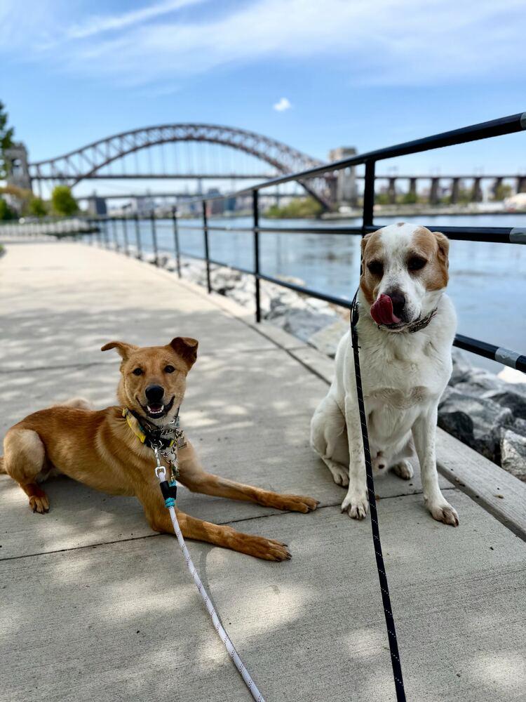 Enlarge Hasol, a Adoptable mixed breed in Long Island City, NY image 6/6