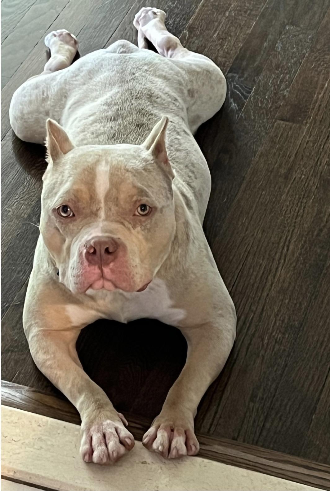 Enlarge Dallas, a Adoptable American Bully in Livonia, MI image 2/2