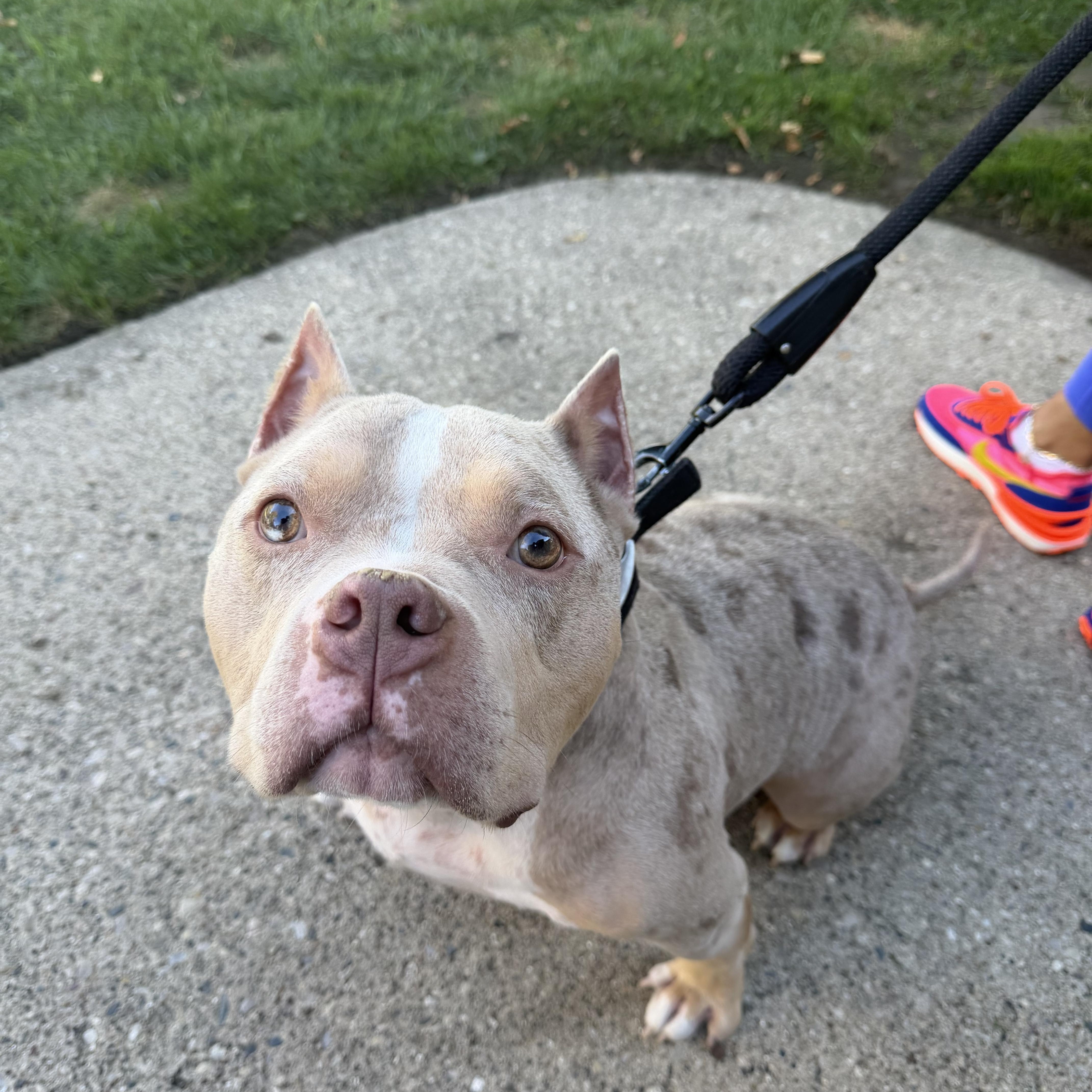 Enlarge Dallas, a Adoptable American Bully in Livonia, MI image 1/2