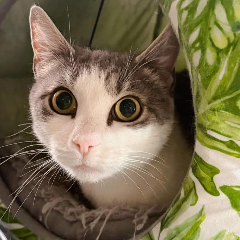 Miss Honey, Adoptable, Adult Female Domestic Short Hair.