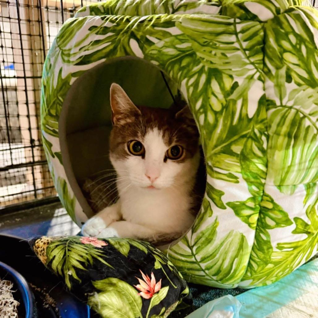 Enlarge Miss Honey, a Adoptable Domestic Short Hair in Pocono Summit, PA image 2/4